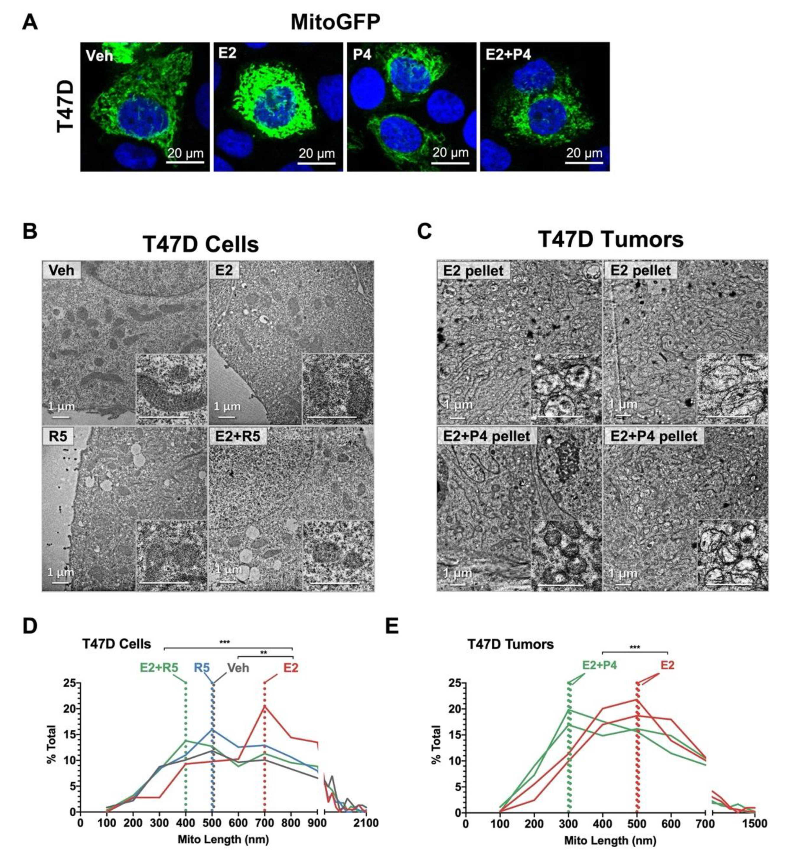 Cancers 14 01776 g005 Cancers 14 01776 g005