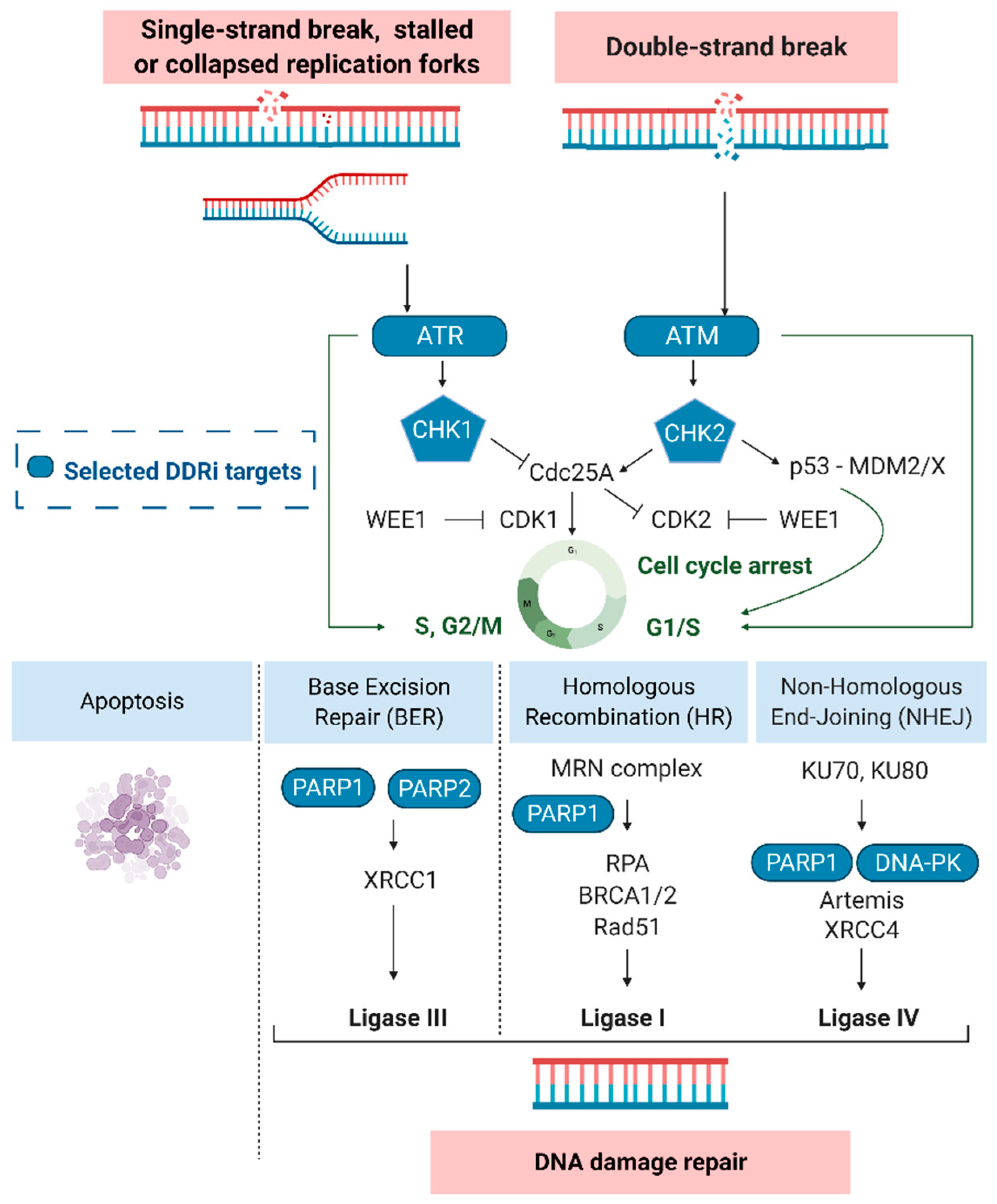 Cancers 14 01821 g002