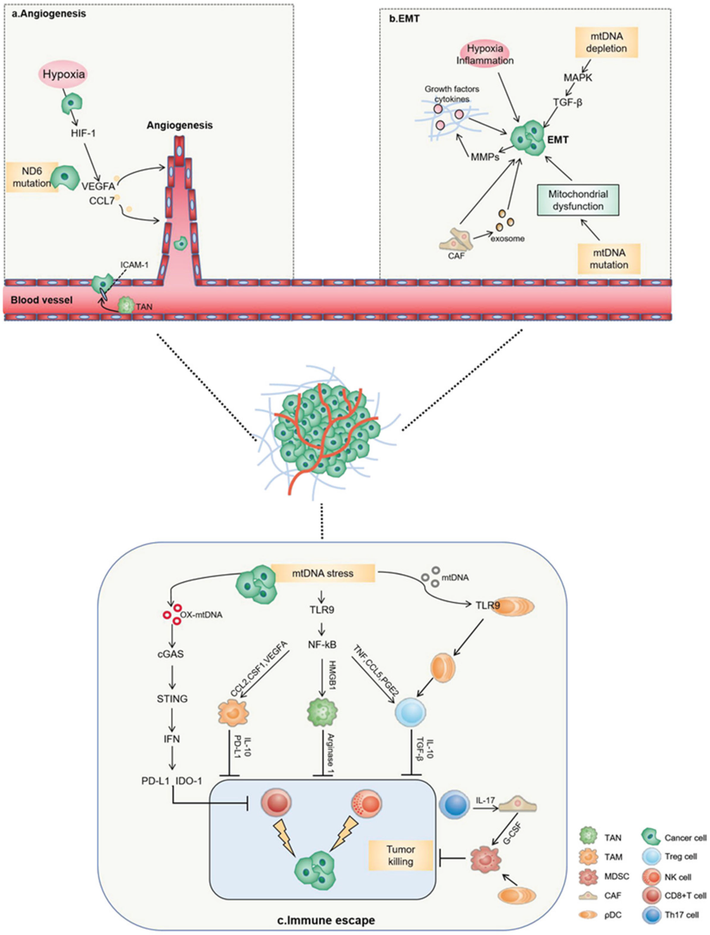 Cancers 14 01862 g003