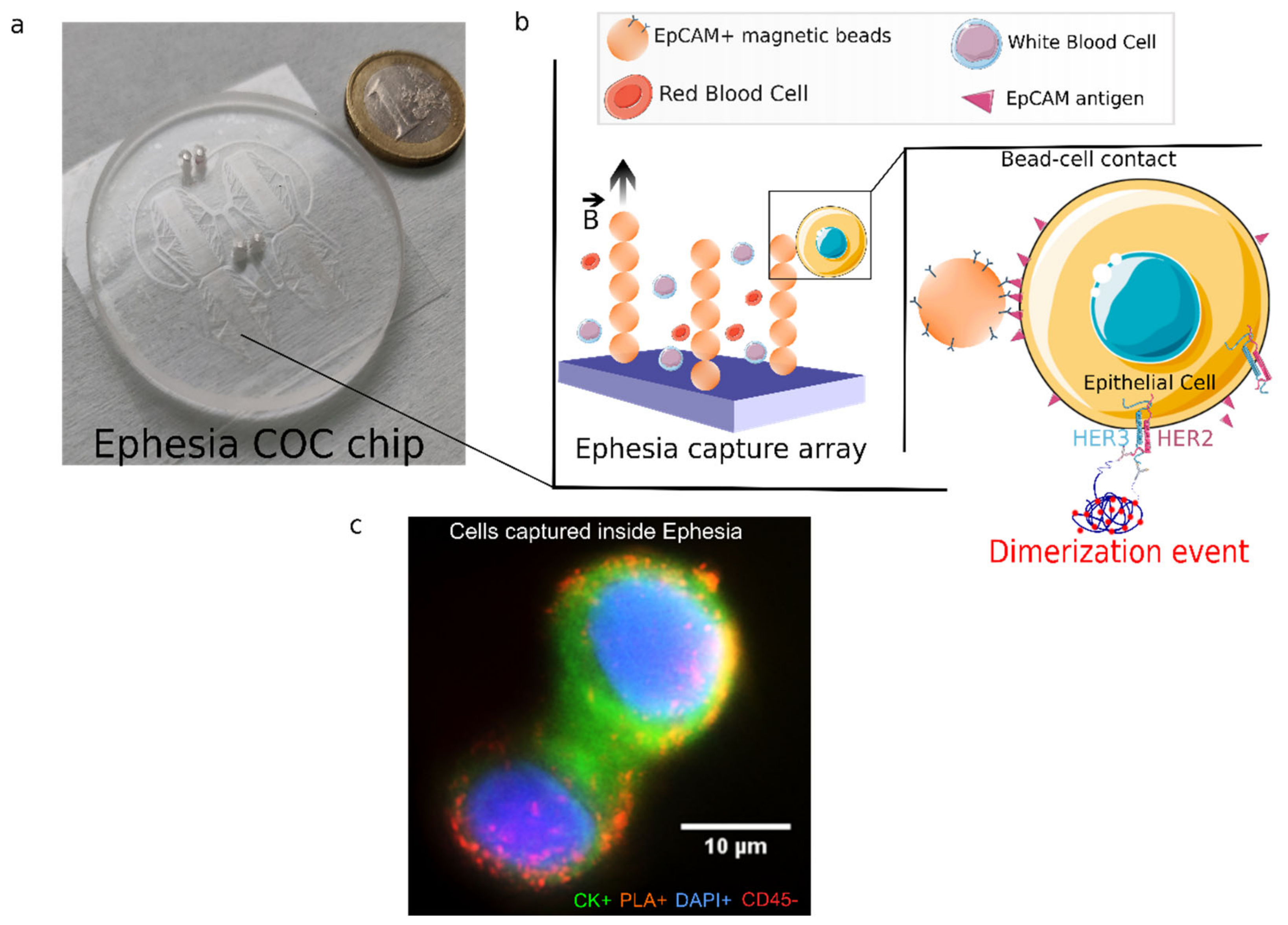 Cancers 14 01890 g002