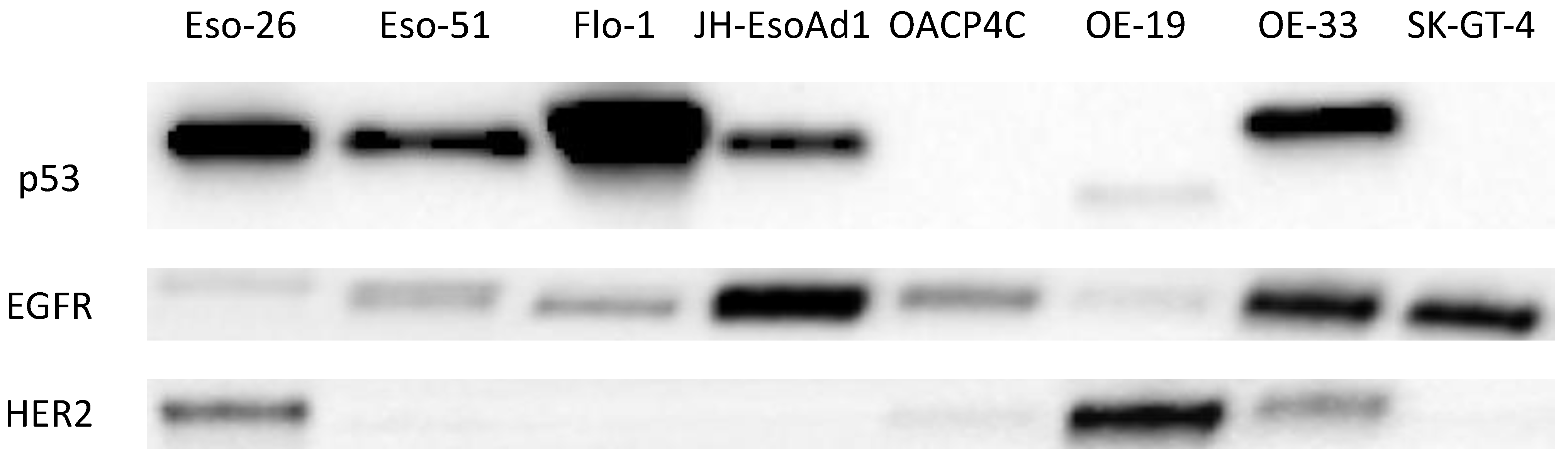 Cancers 14 01891 g004 Cancers 14 01891 g004