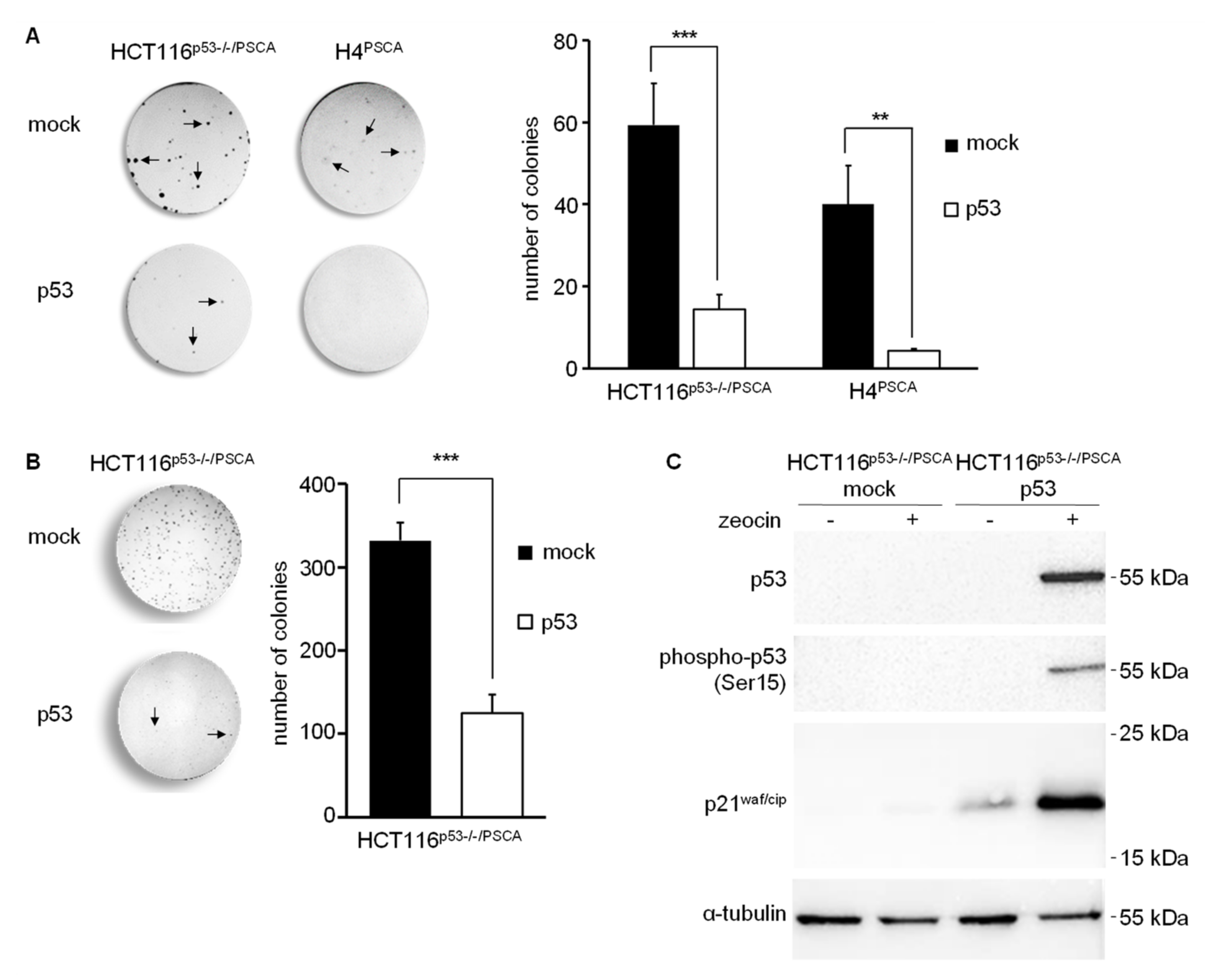Cancers 14 01925 g005