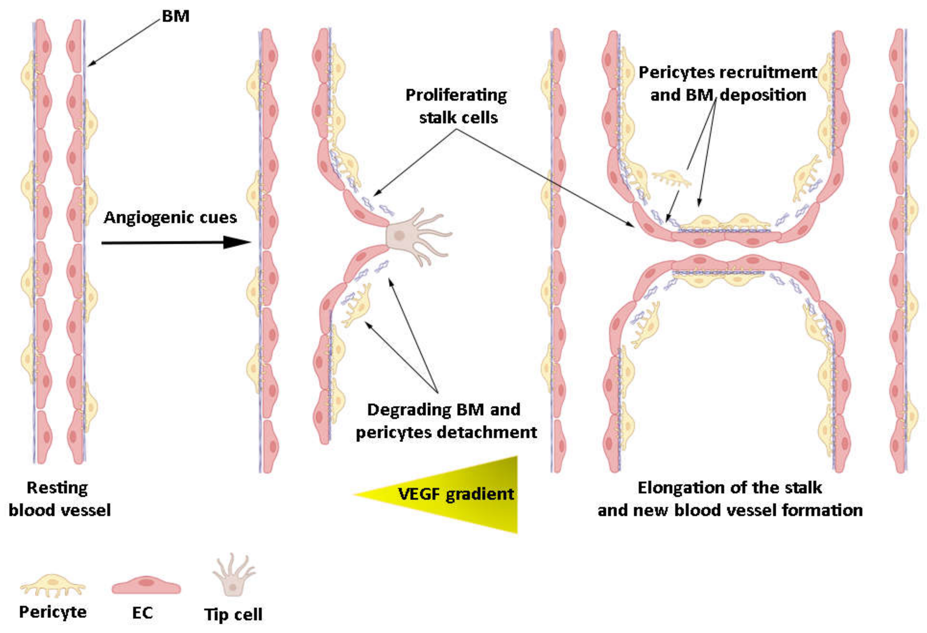 Cancers 14 01929 g002