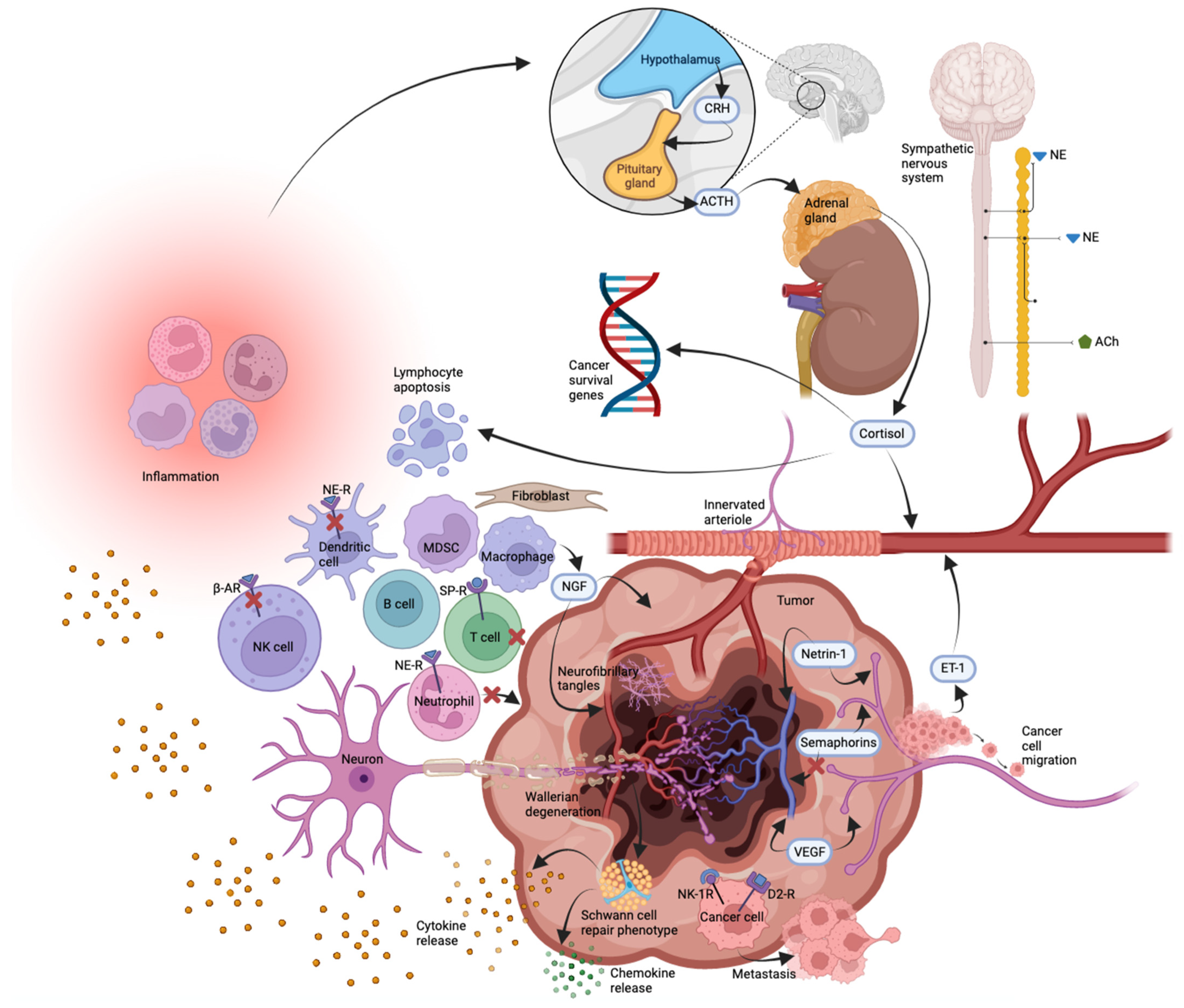 Cancers 14 01979 g001