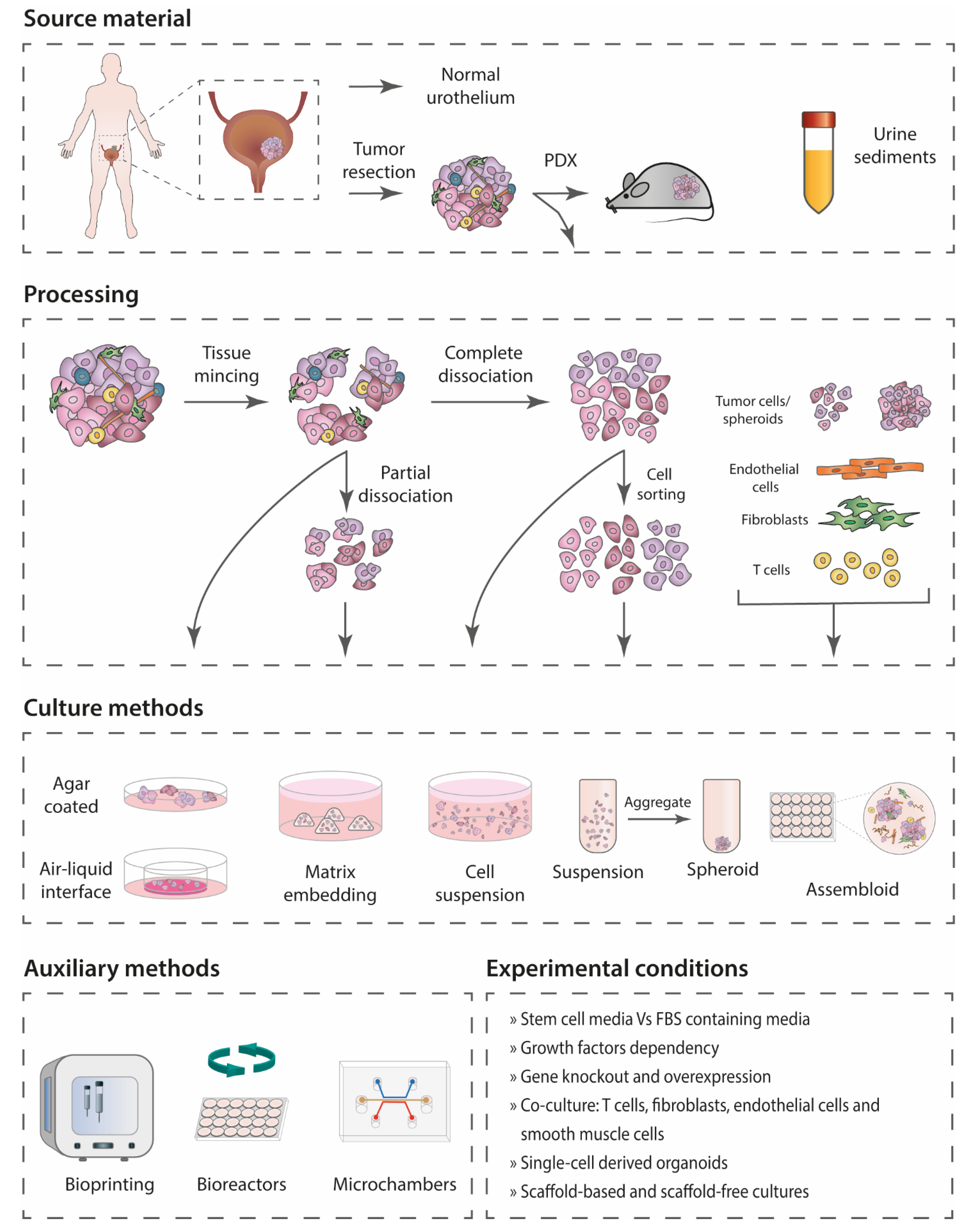 Cancers 14 02062 g002