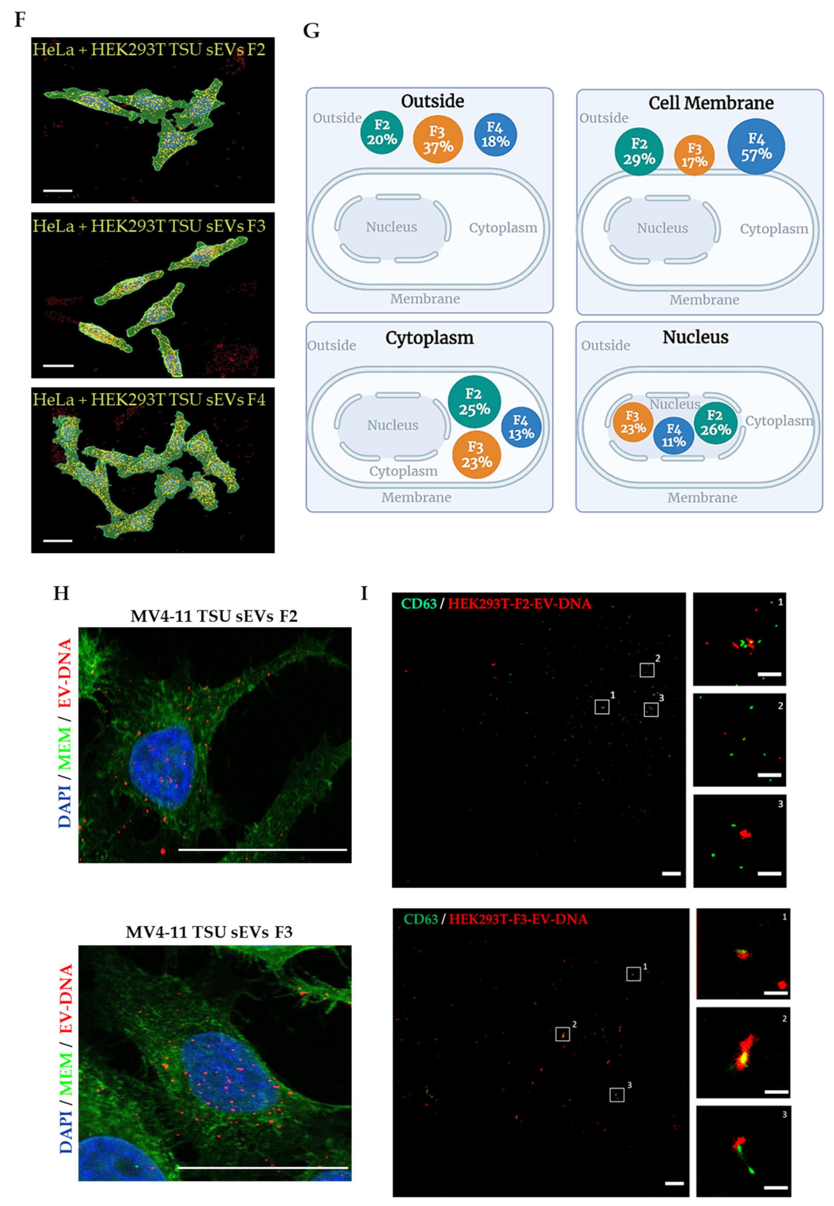 Cancers 14 02068 g003b