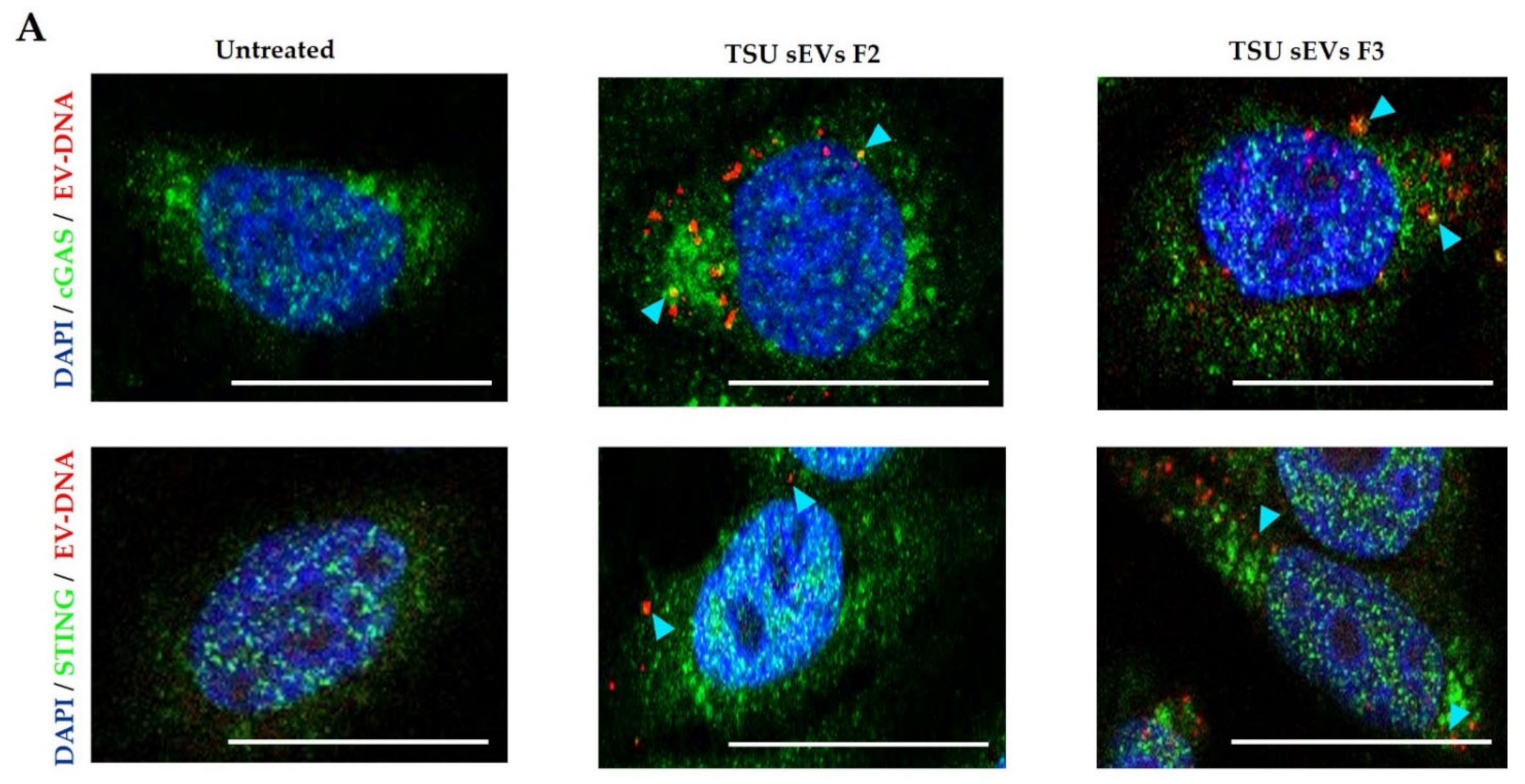 Cancers 14 02068 g005a