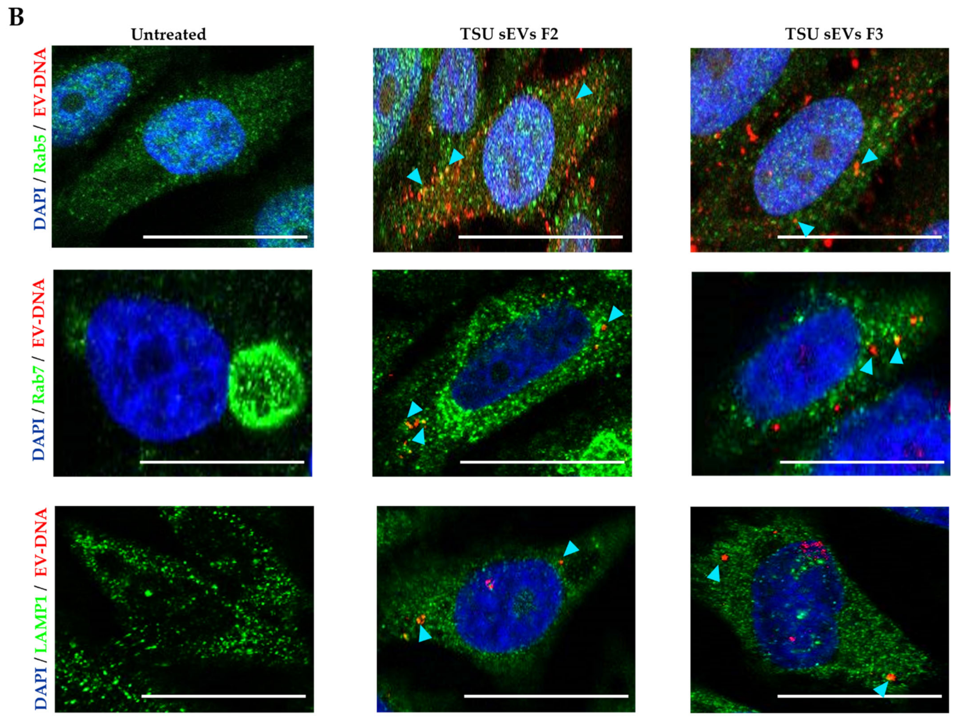 Cancers 14 02068 g005b