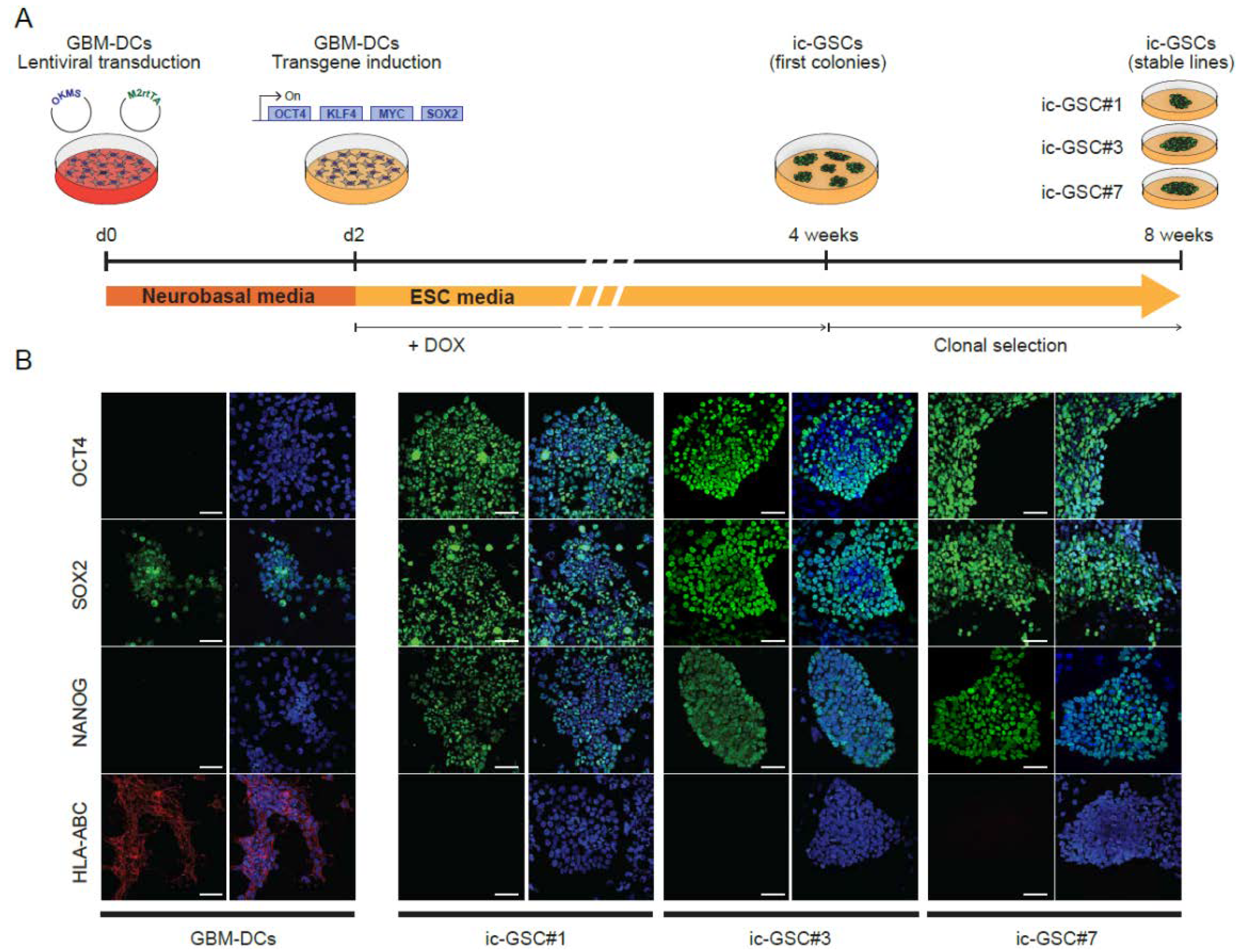 Cancers 14 02070 g002