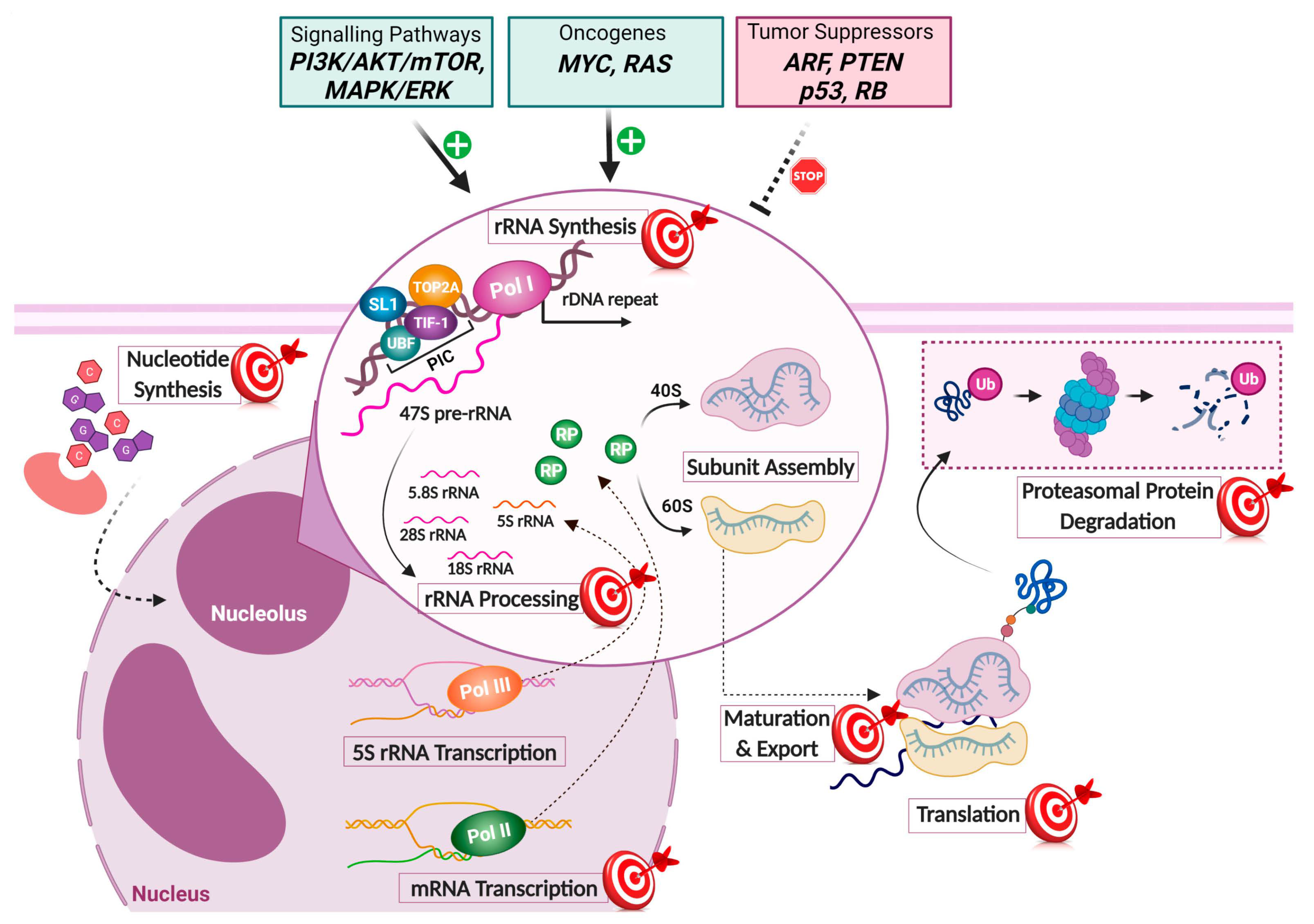Cancers 14 02126 g001