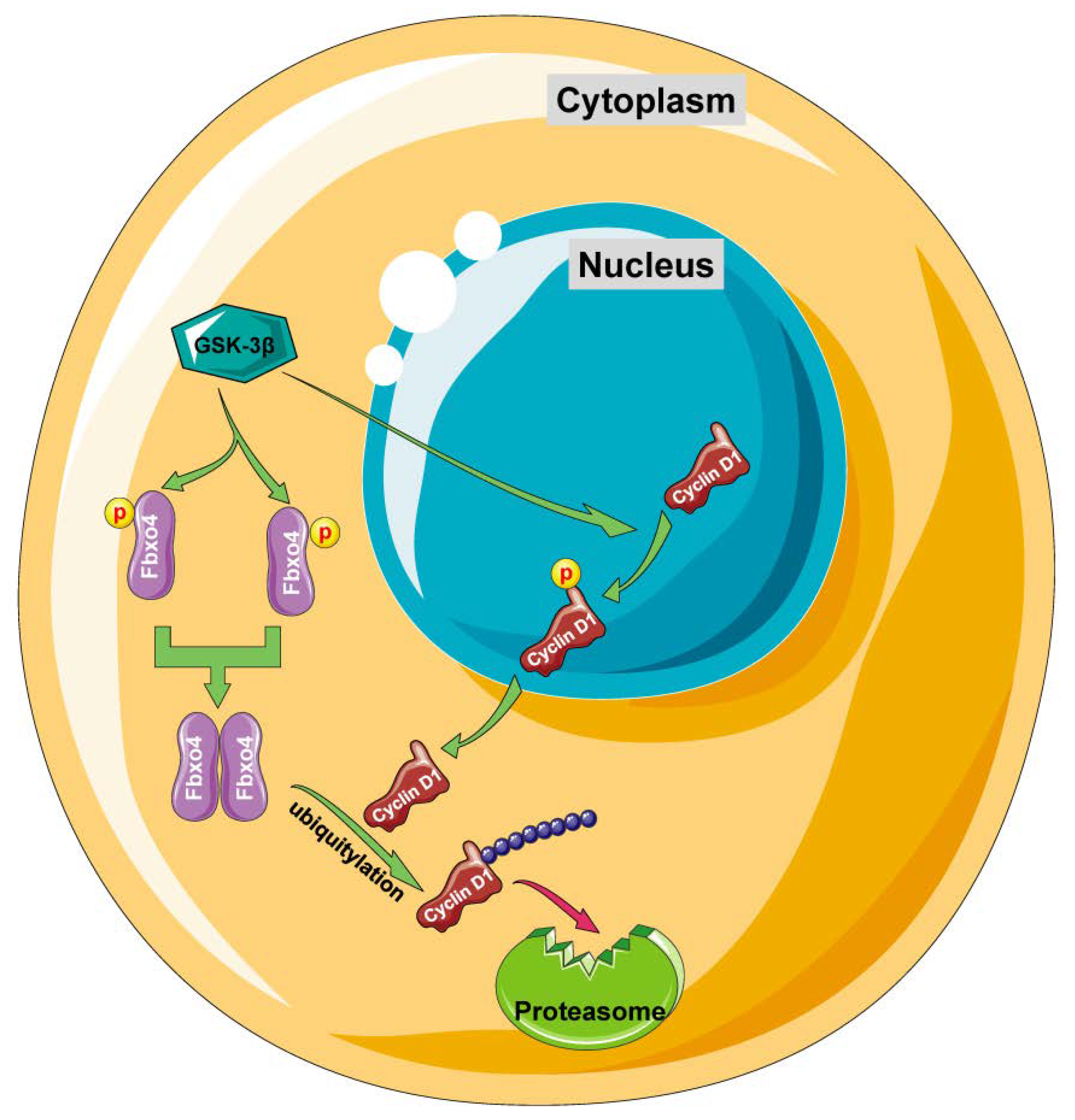 Cancers 14 02133 g005 Cancers 14 02133 g005