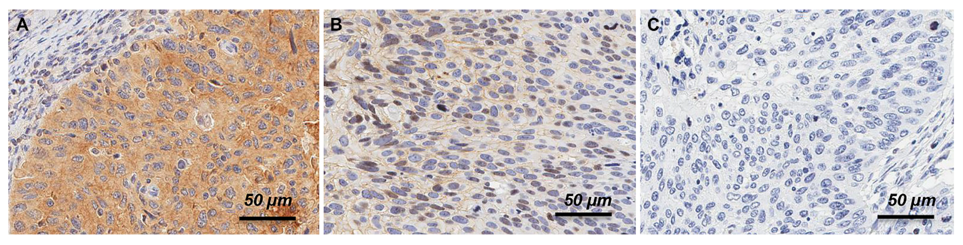 Cancers 14 02139 g001