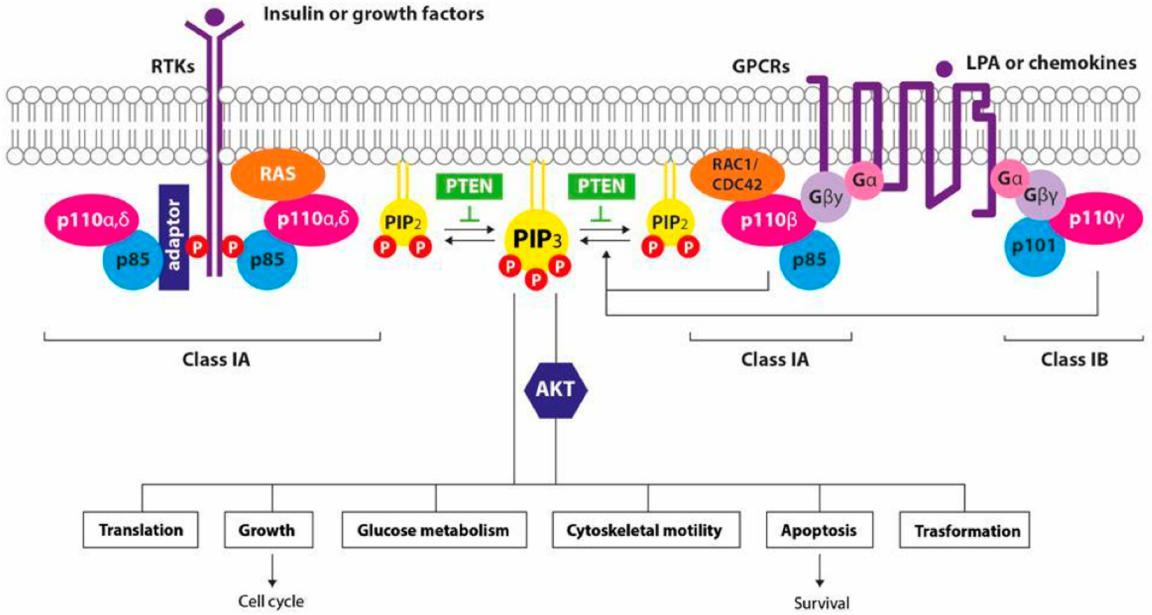 Cancers 14 02161 g001