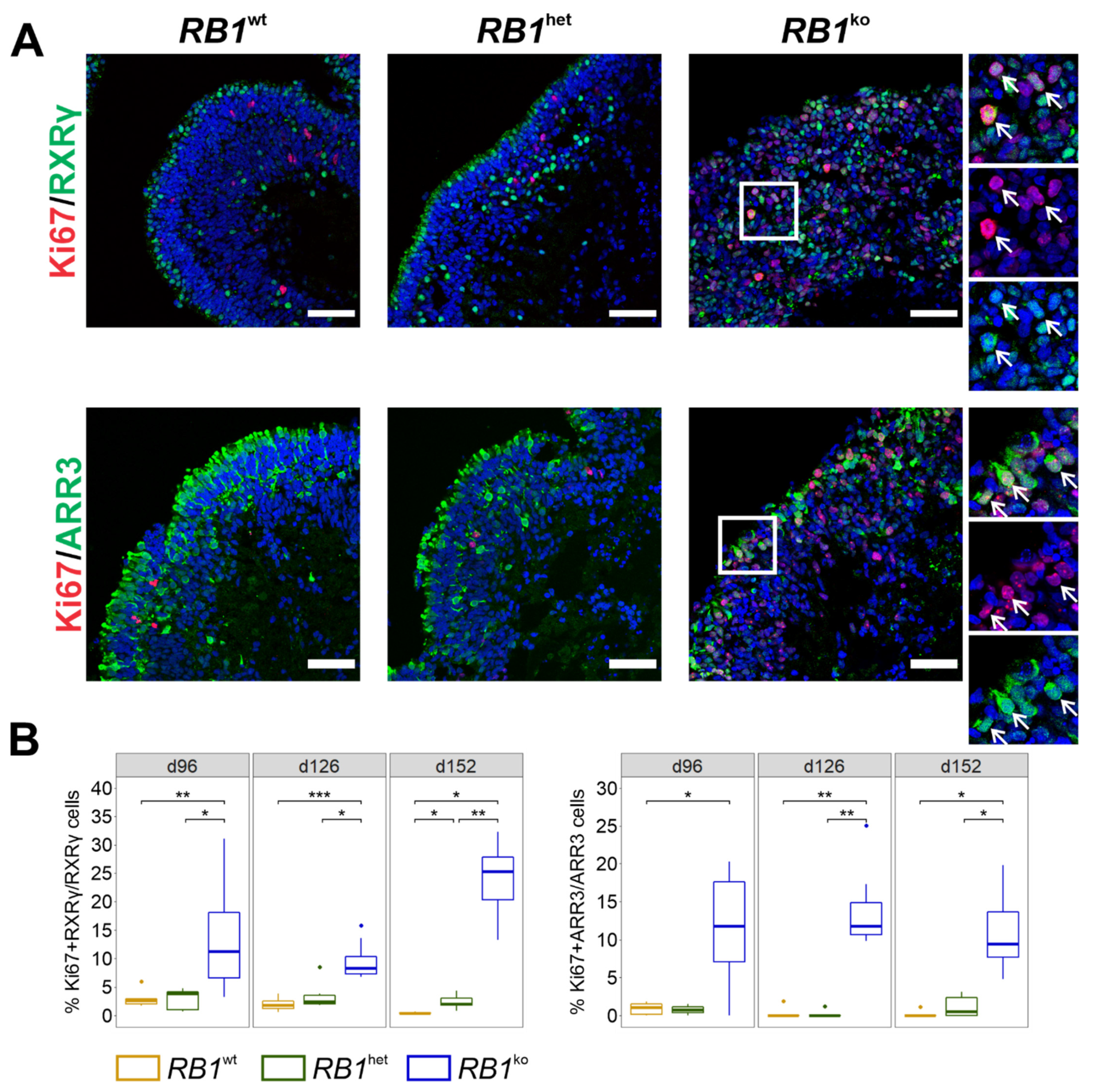 Cancers 14 02166 g003