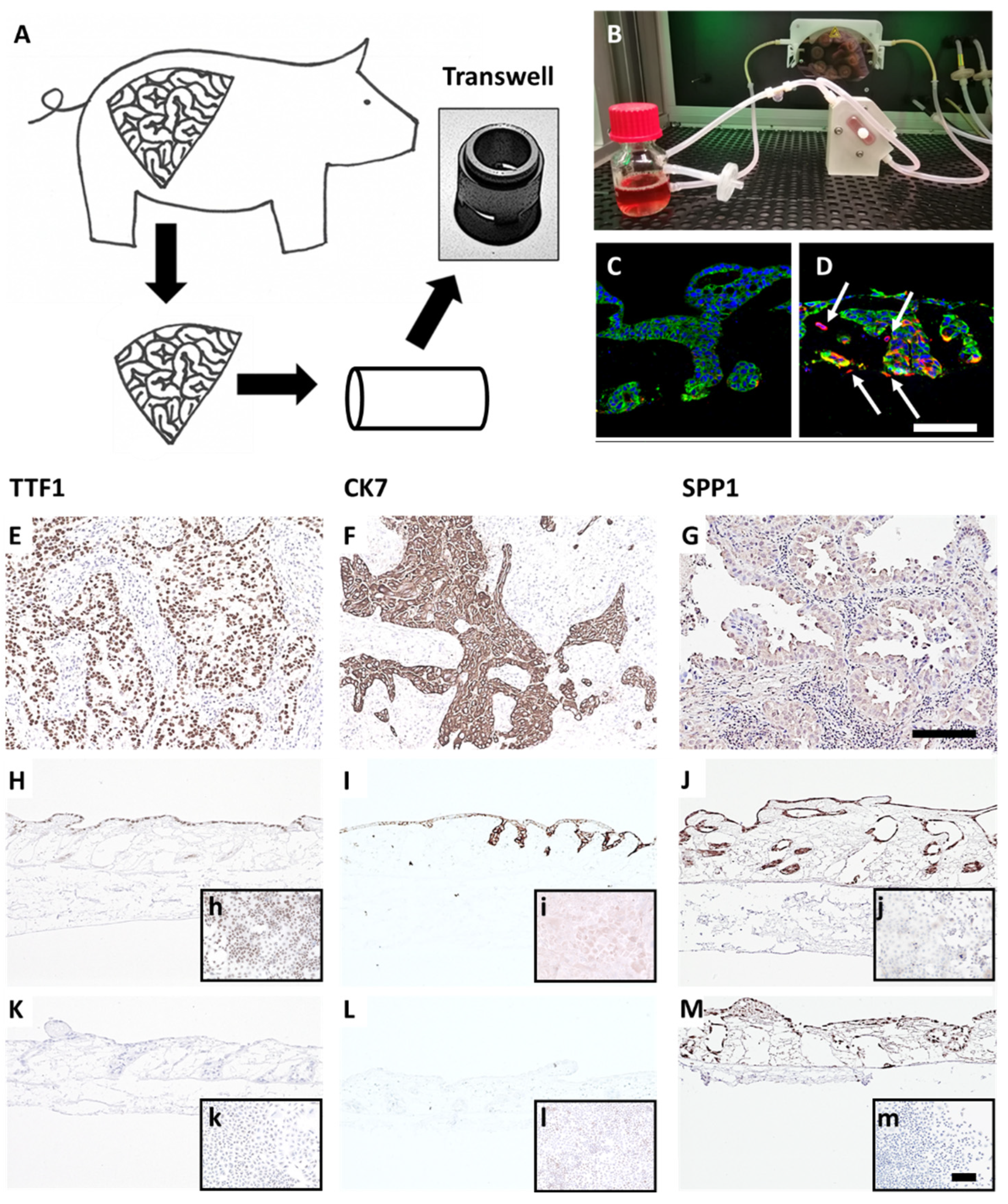 Cancers 14 02176 g001