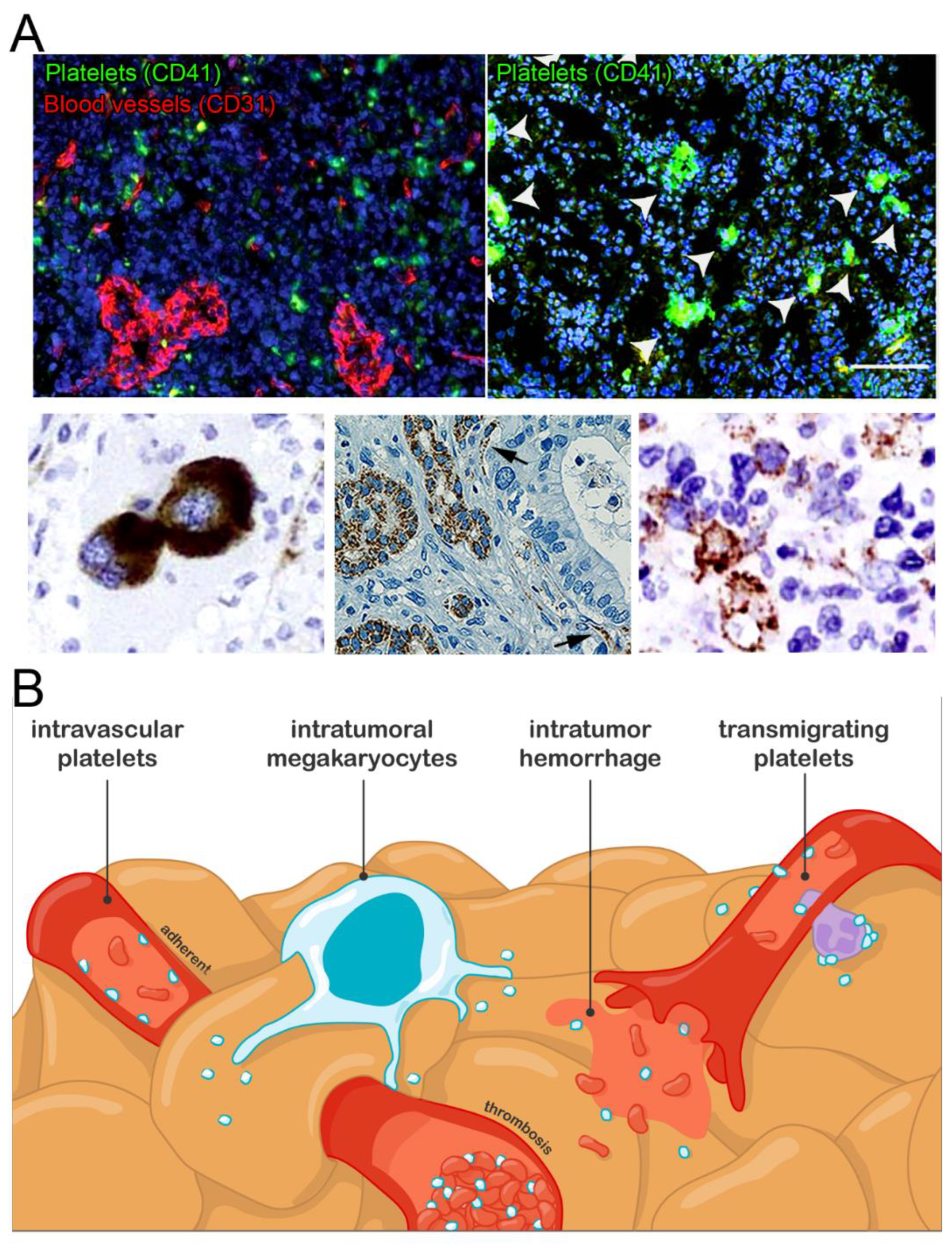 Cancers 14 02192 g001