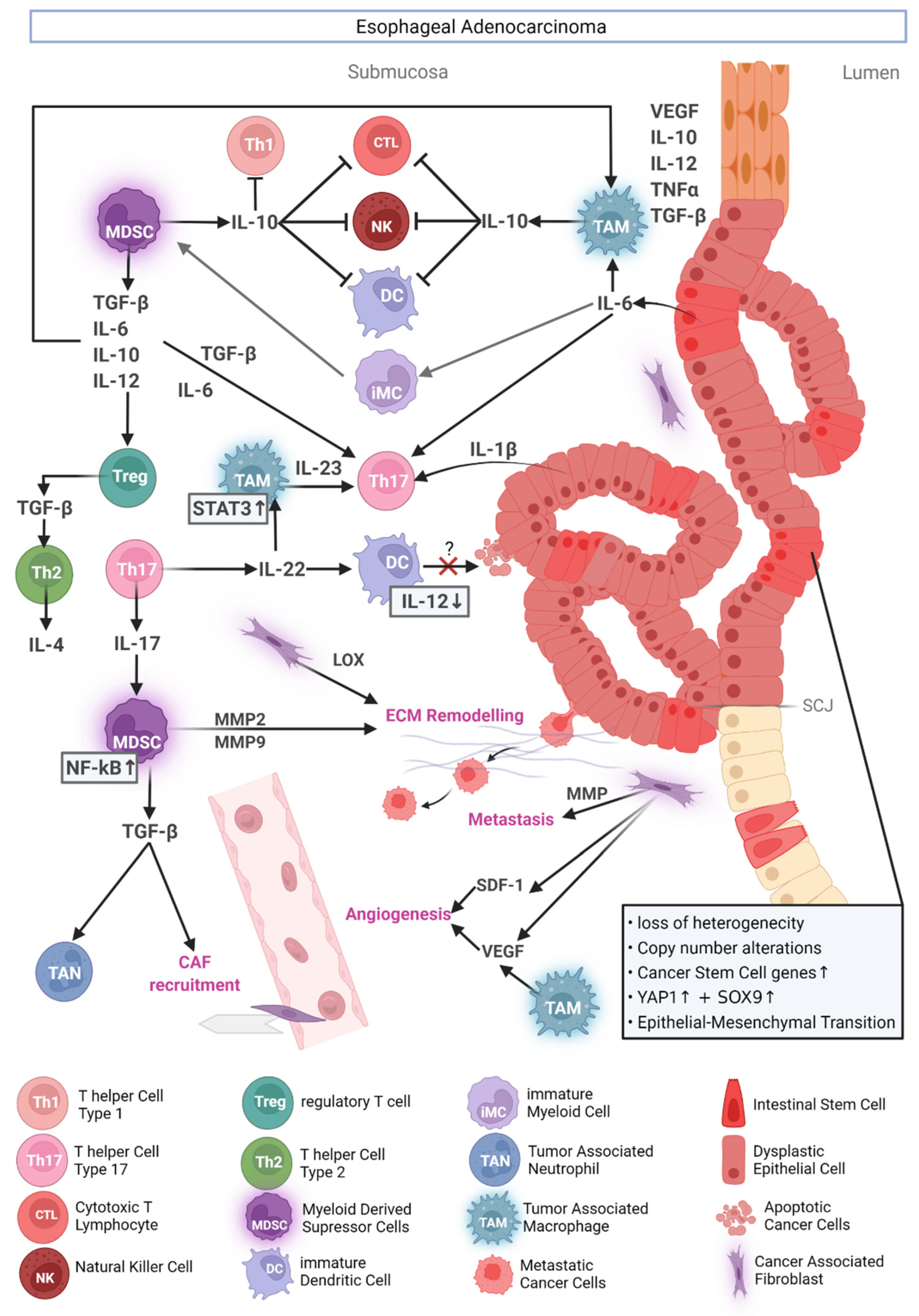 Cancers 14 02246 g002
