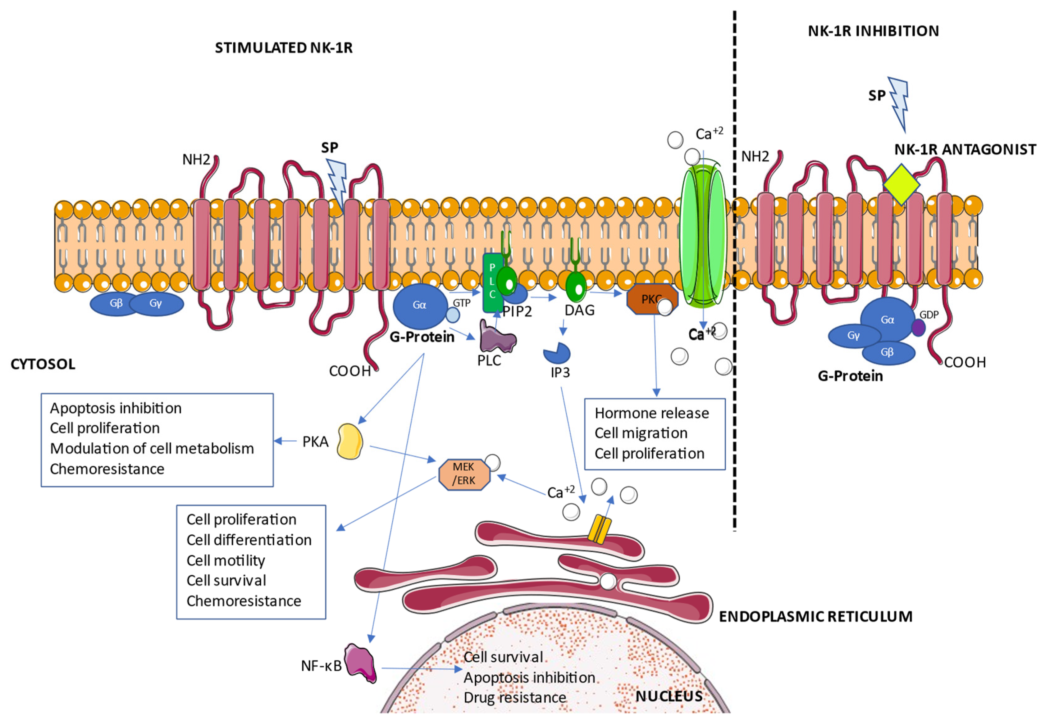 Cancers 14 02255 g002