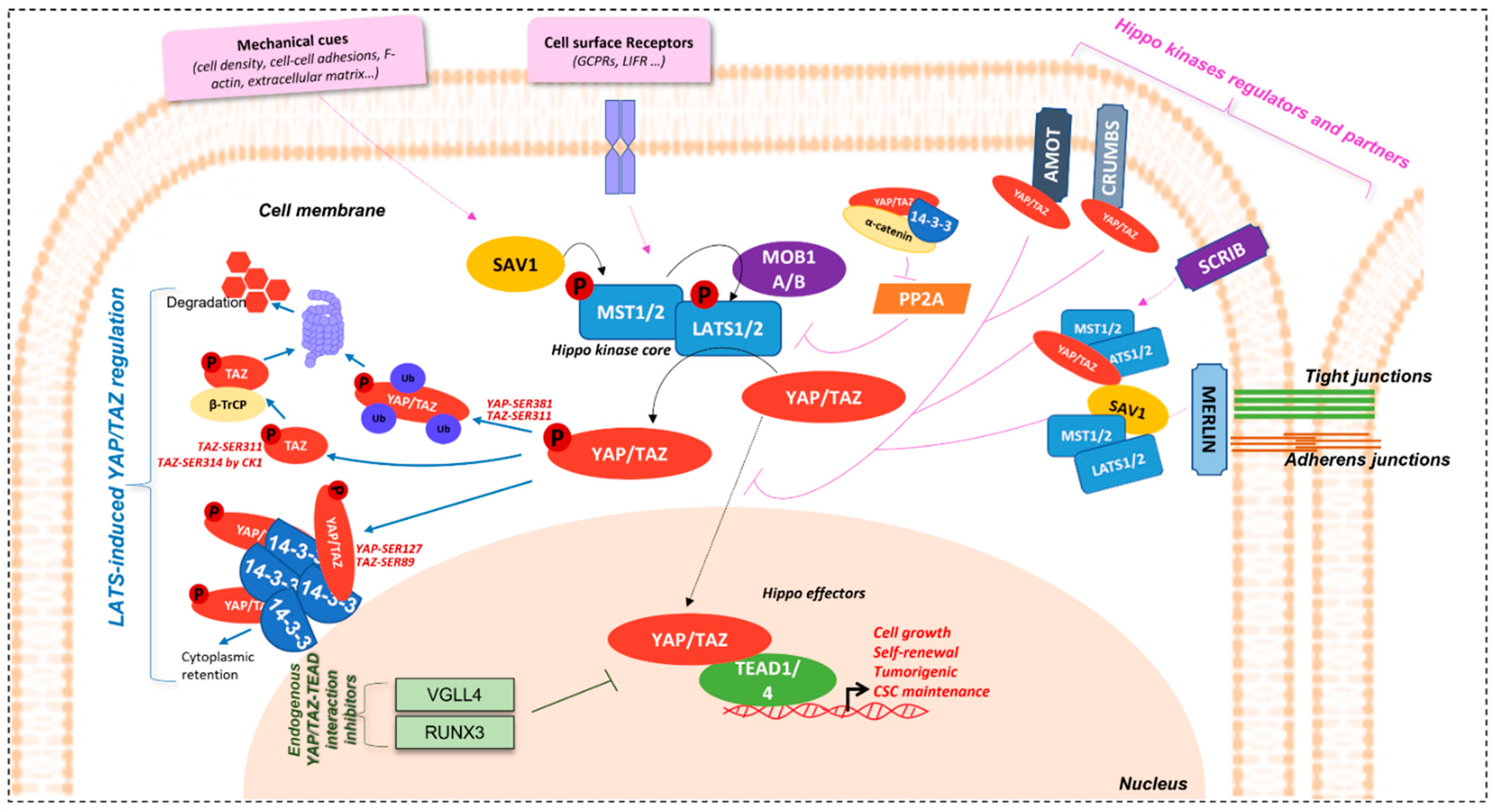 Cancers 14 02282 g001
