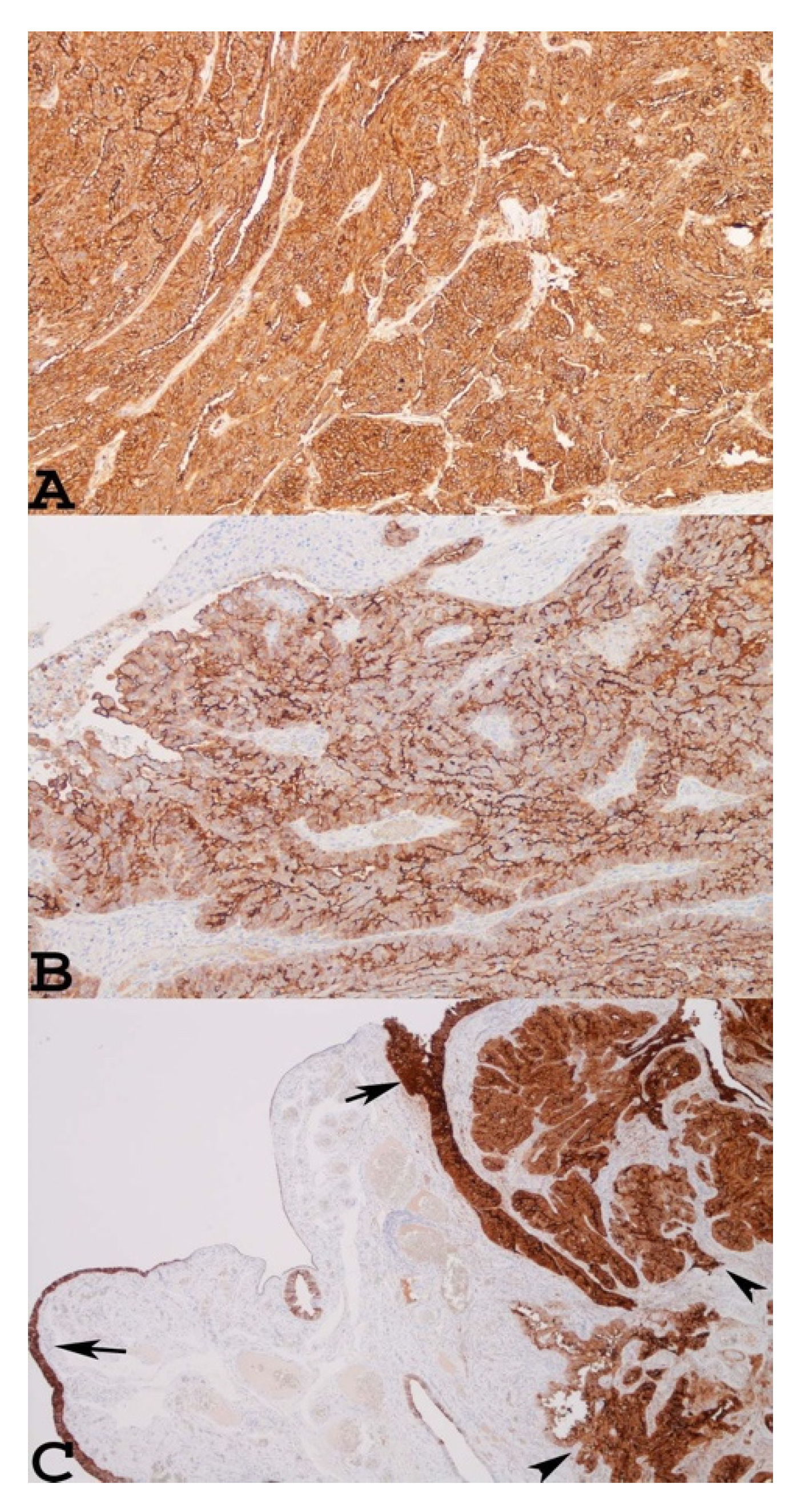 Cancers 14 02283 g001 Cancers 14 02283 g001