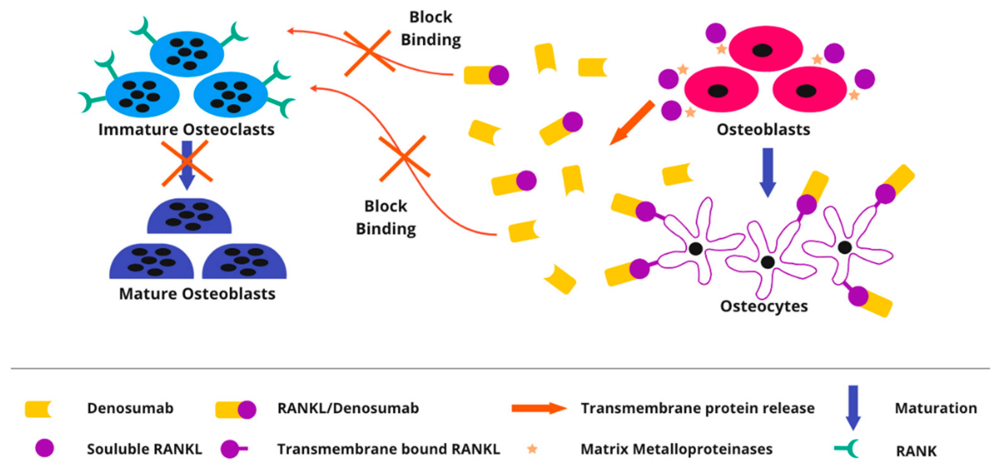 Cancers 14 02290 g007