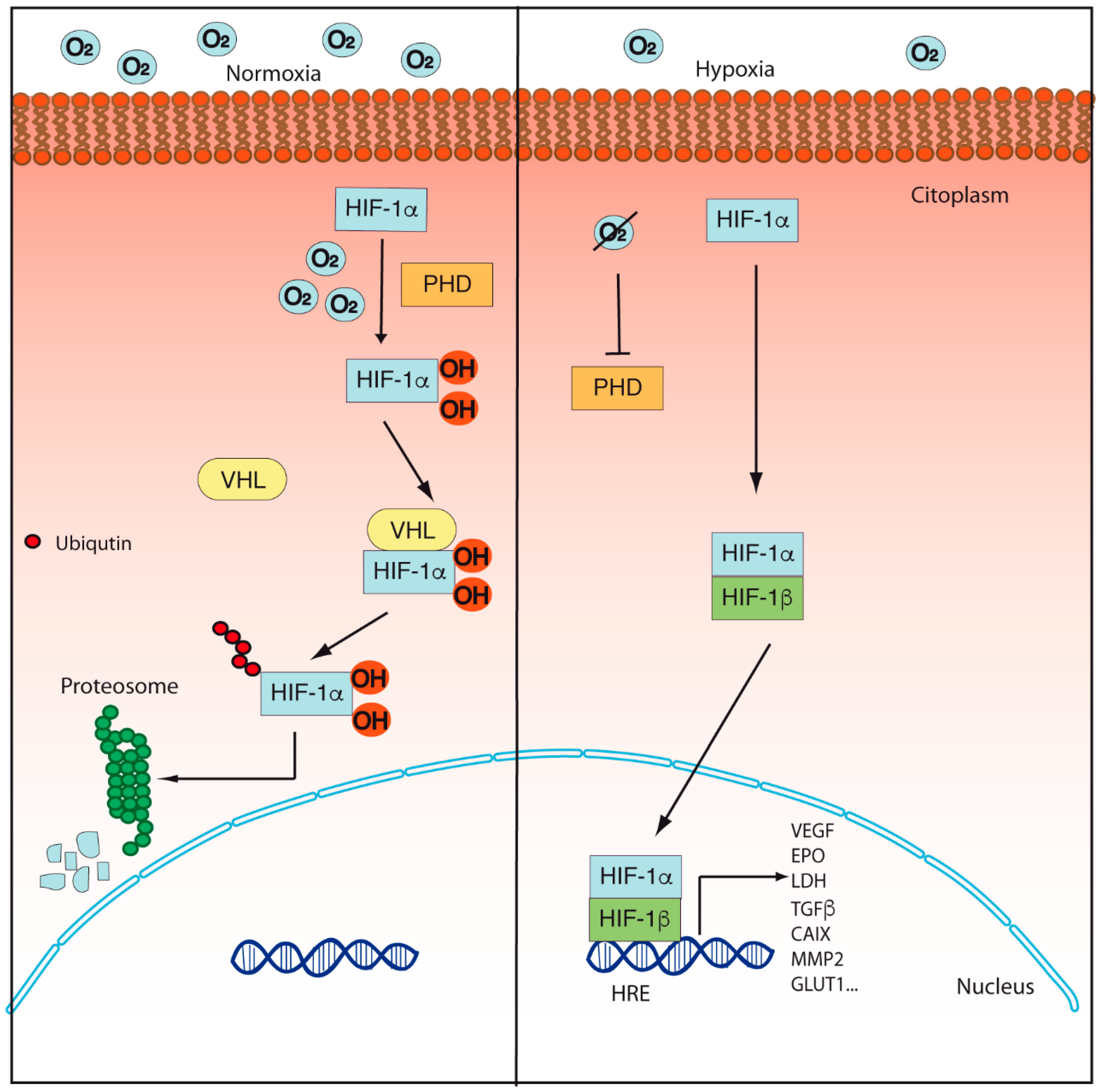 Cancers 14 02291 g001 Cancers 14 02291 g001