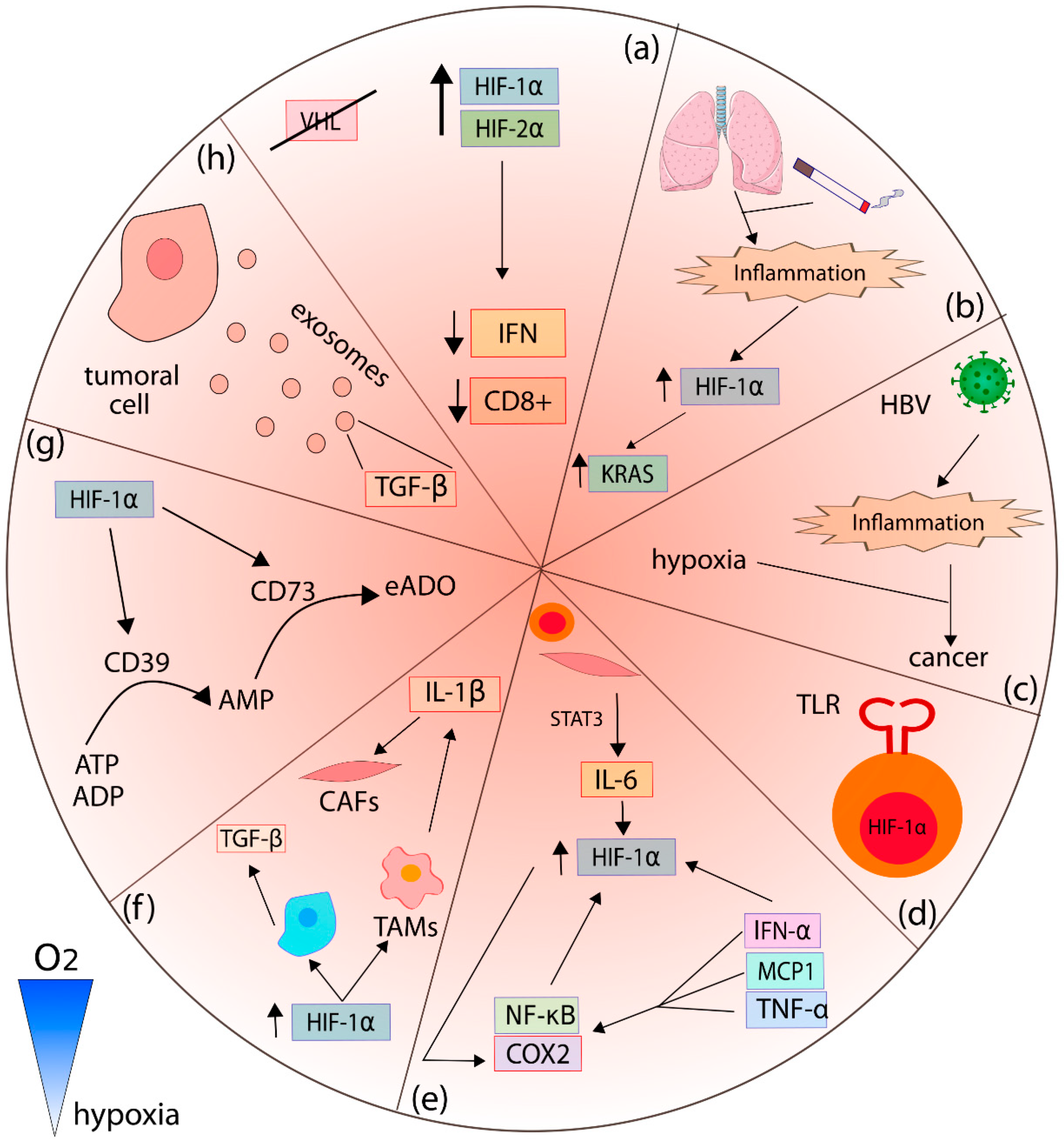 Cancers 14 02291 g002 Cancers 14 02291 g002
