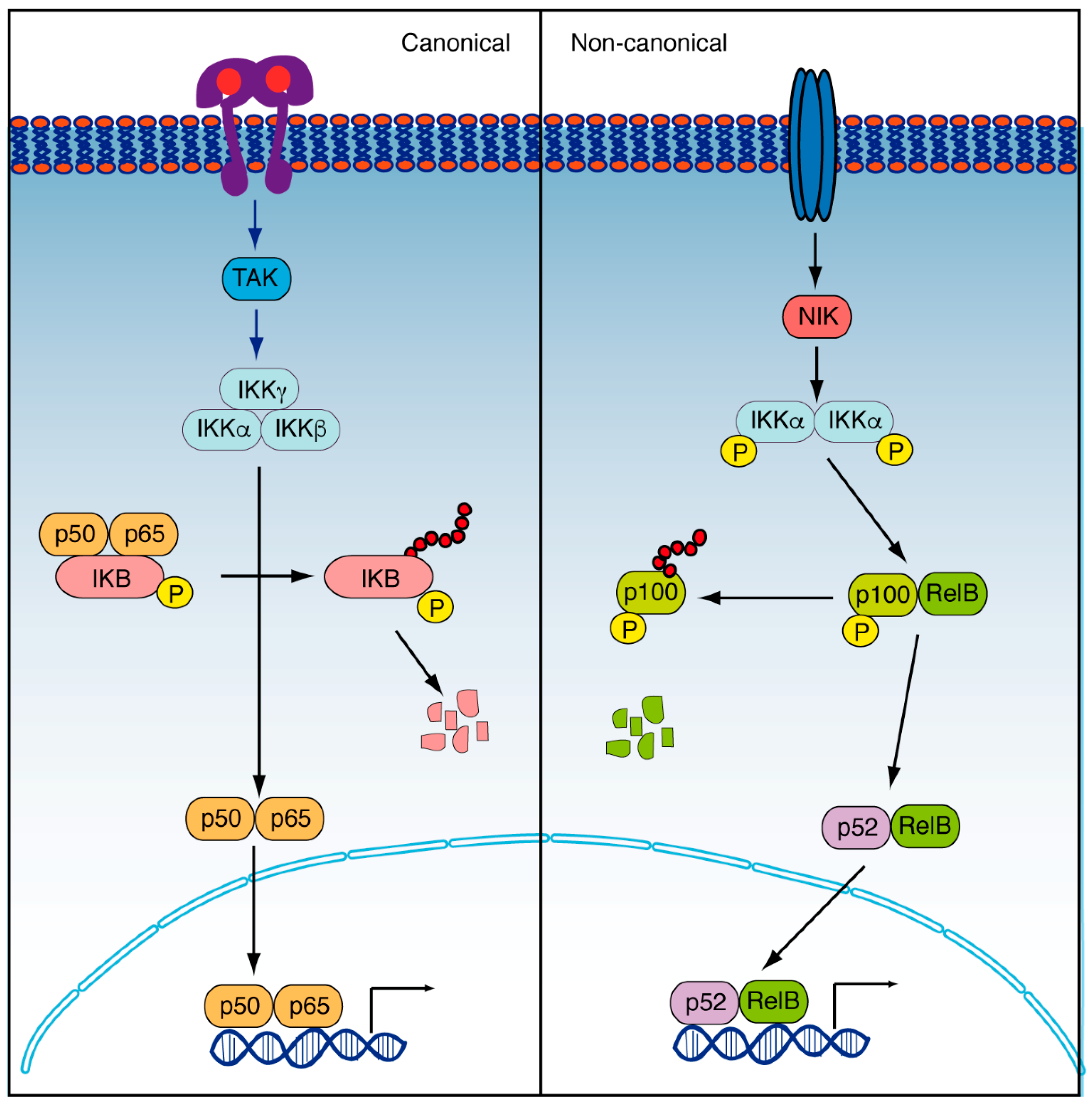 Cancers 14 02291 g003 Cancers 14 02291 g003