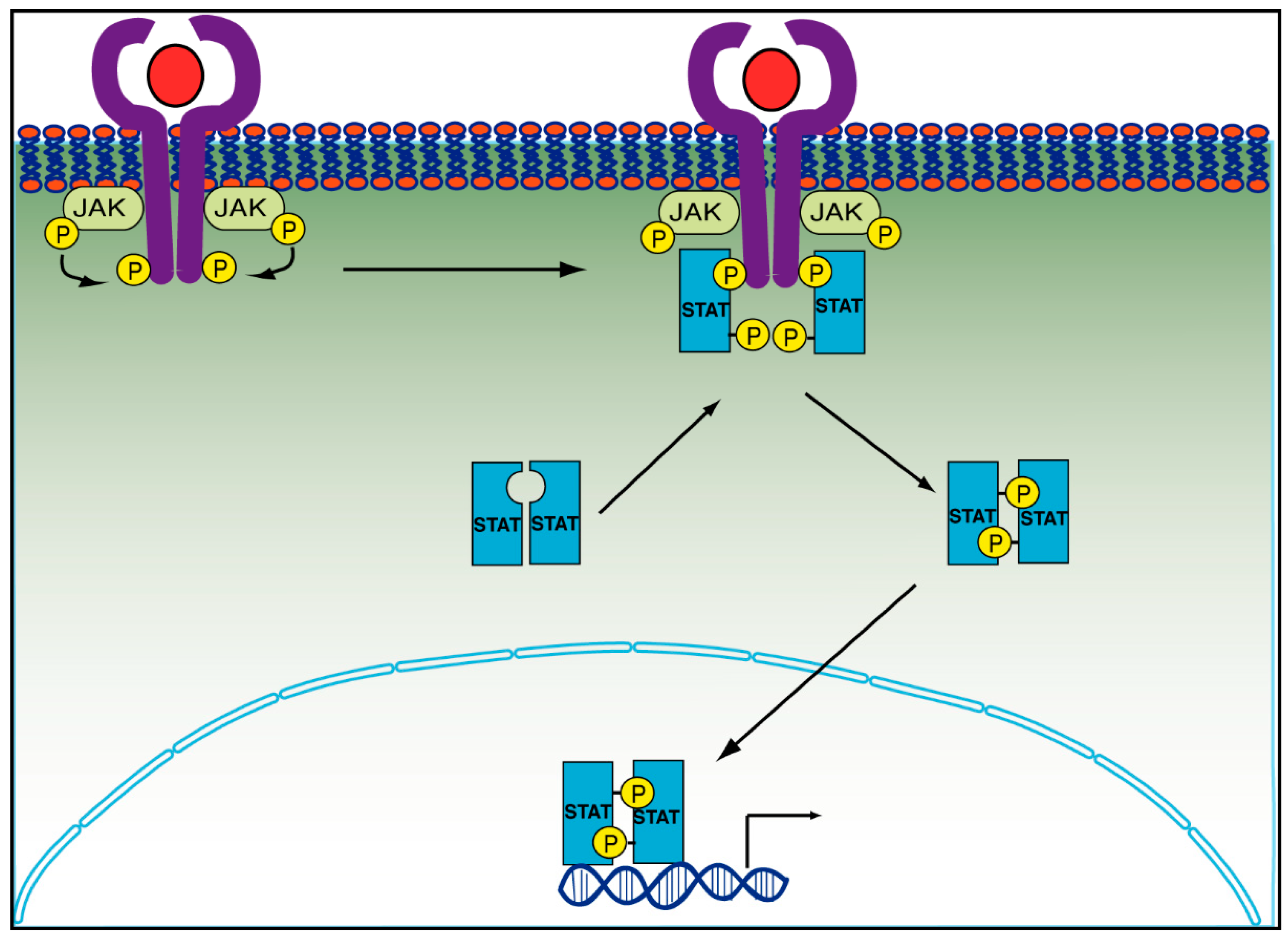 Cancers 14 02291 g004 Cancers 14 02291 g004