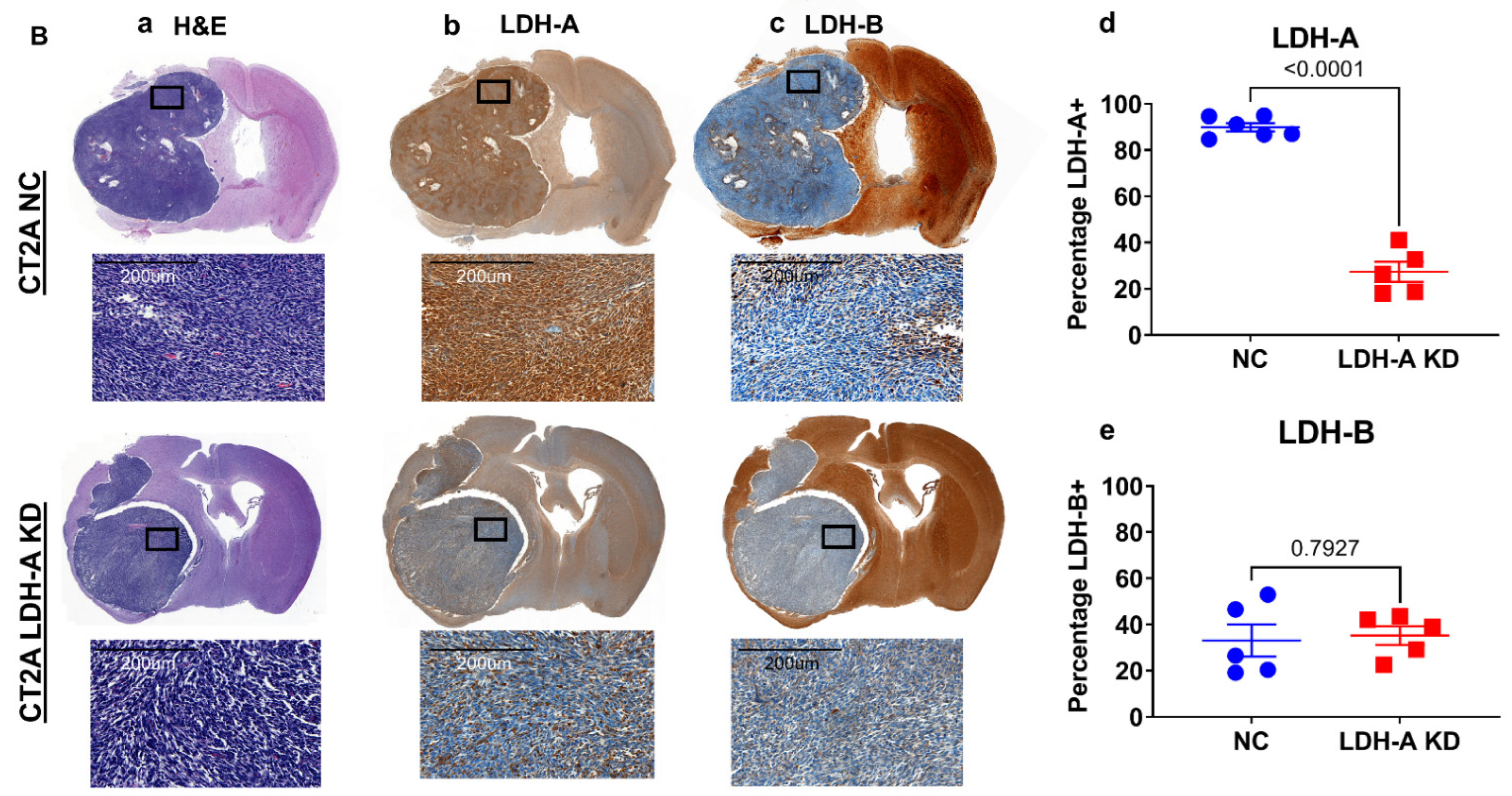 Cancers 14 02306 g004b