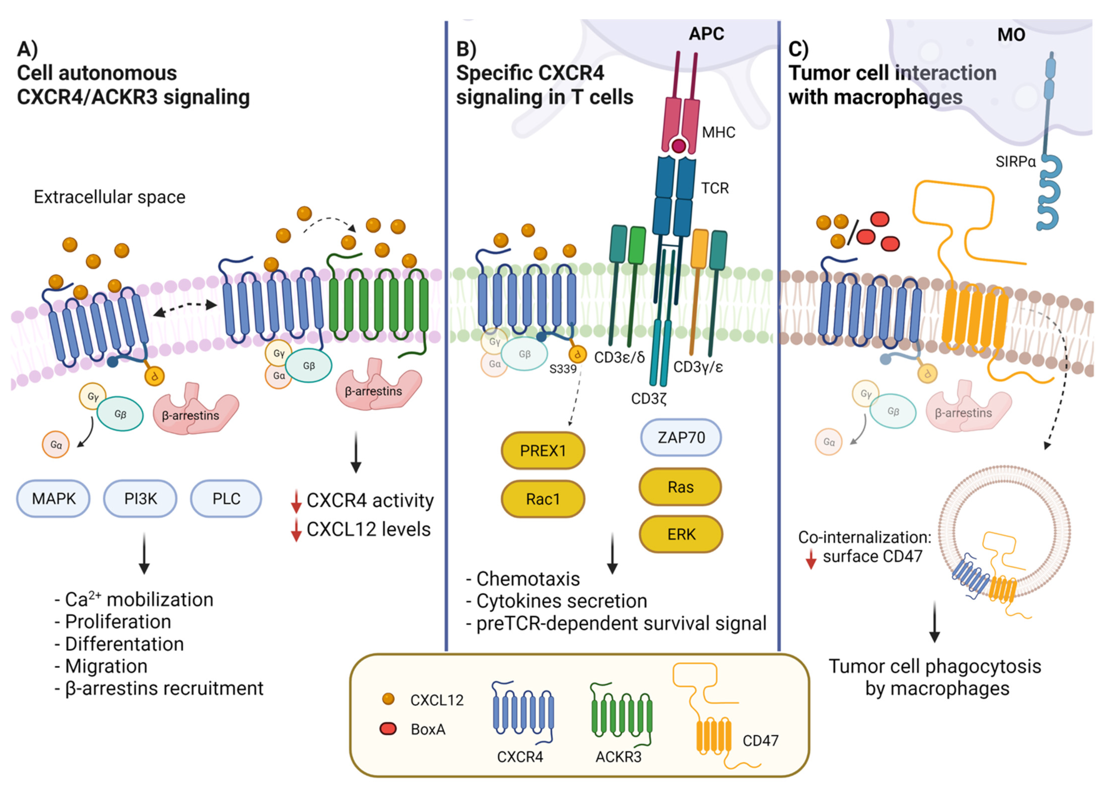 Cancers 14 02314 g001