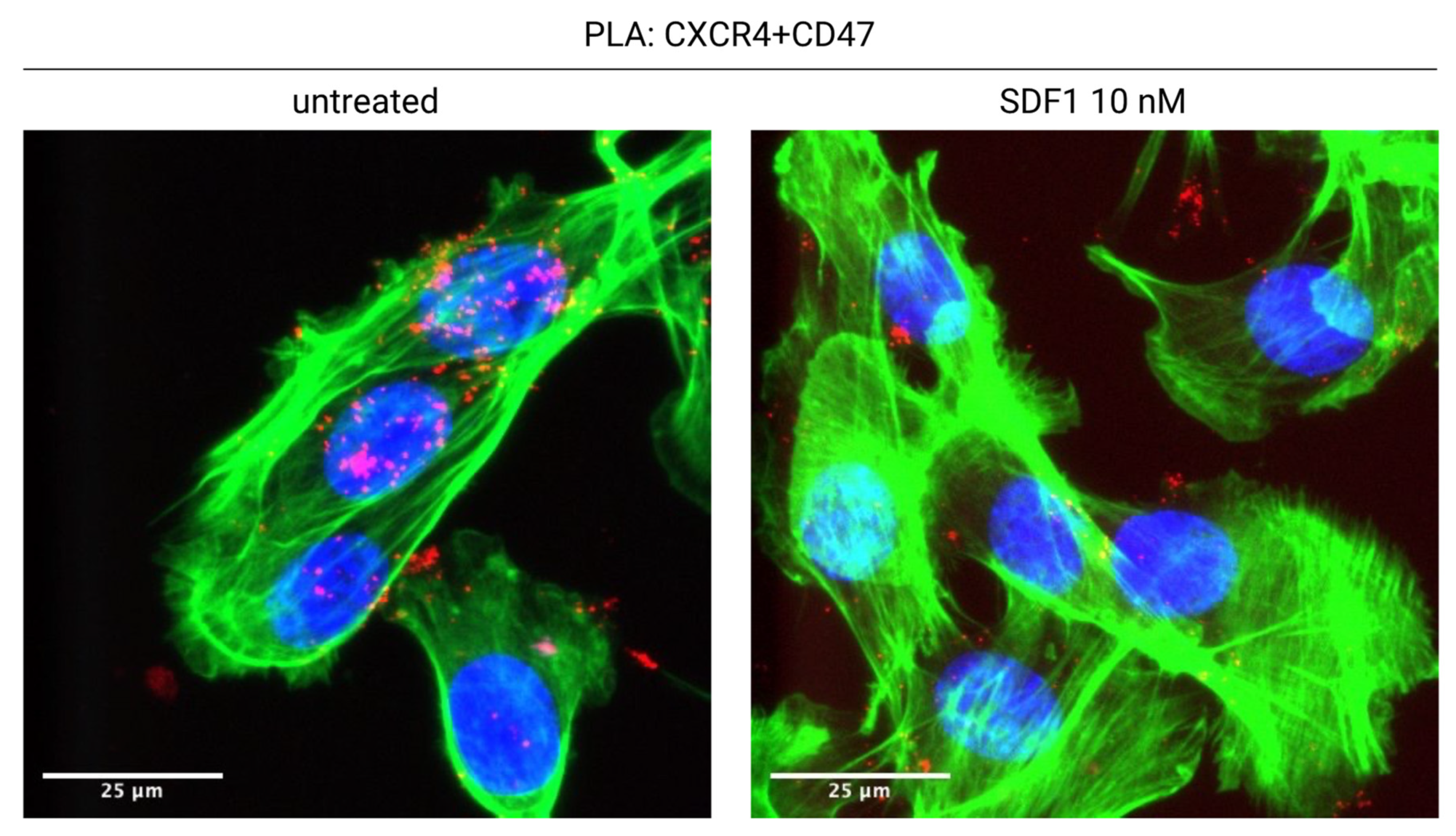 Cancers 14 02314 g002