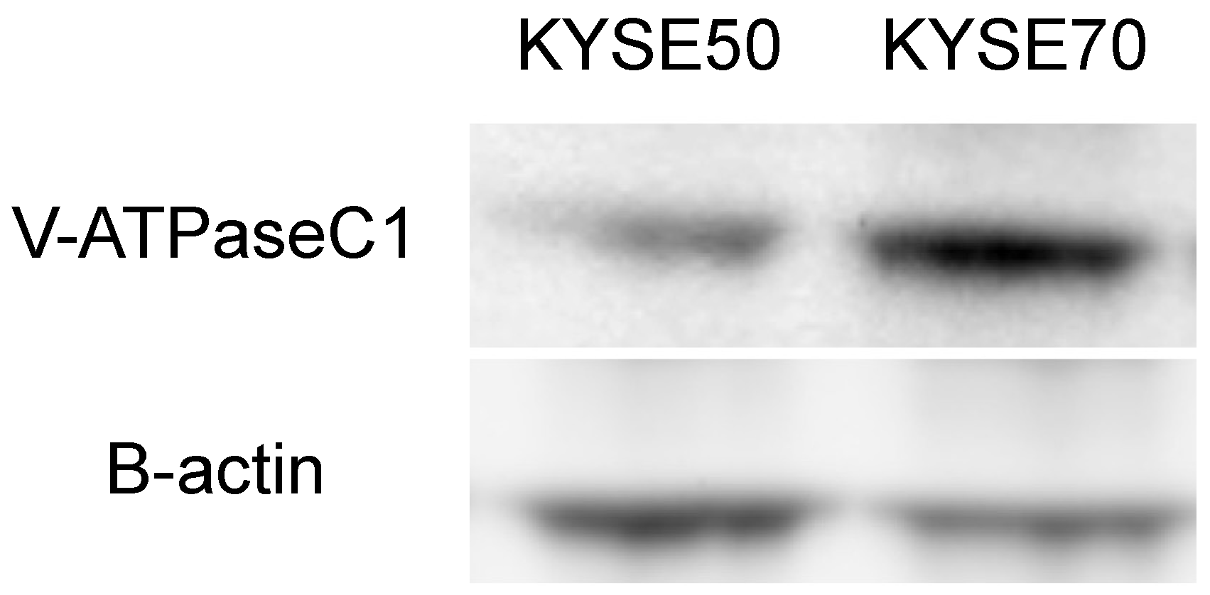 Cancers 14 02395 g002