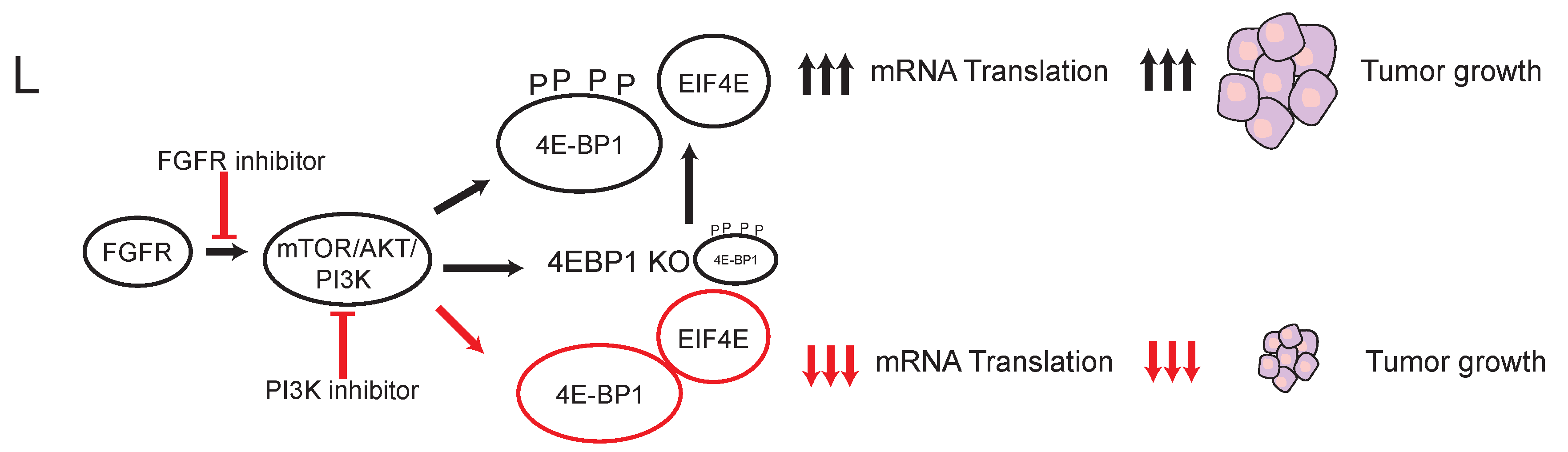 Cancers 14 02397 g003b