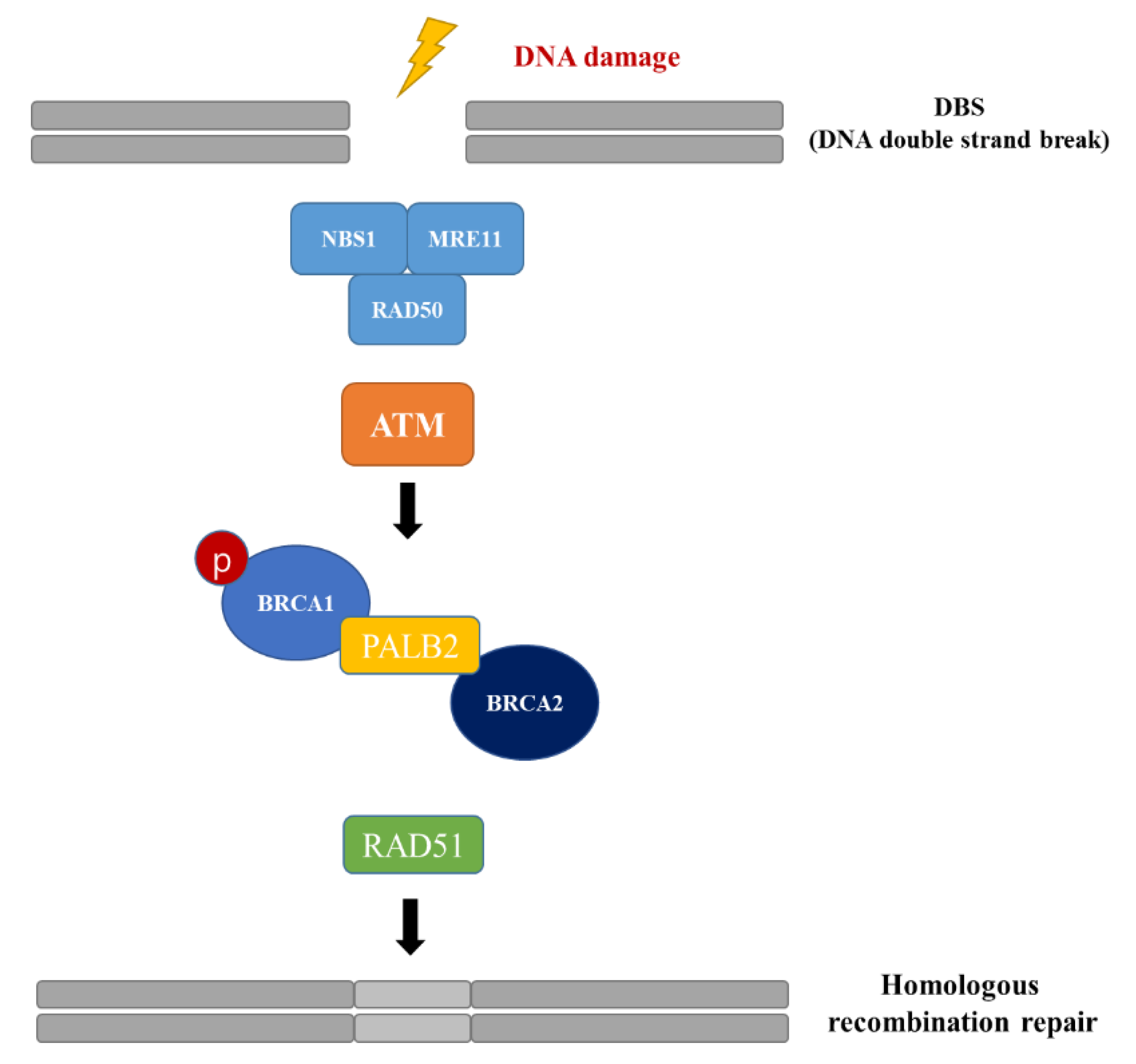 Cancers 14 02405 g001