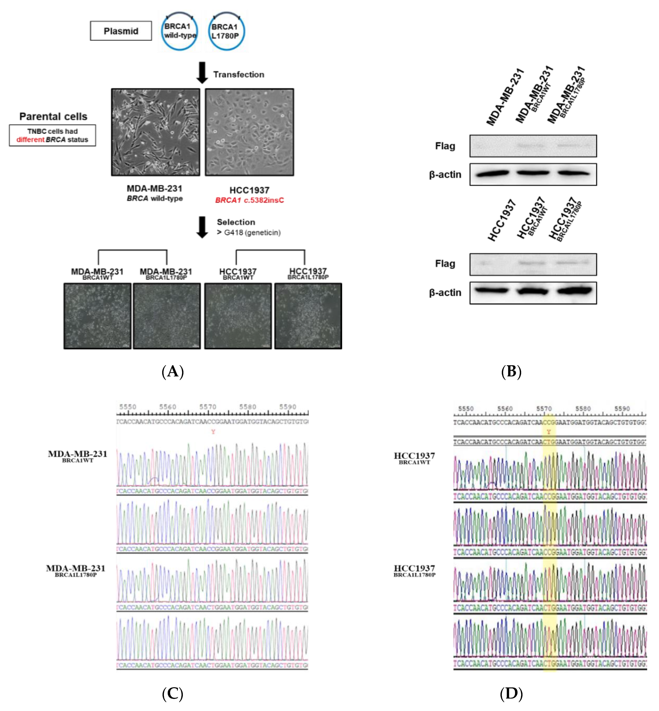 Cancers 14 02405 g002a