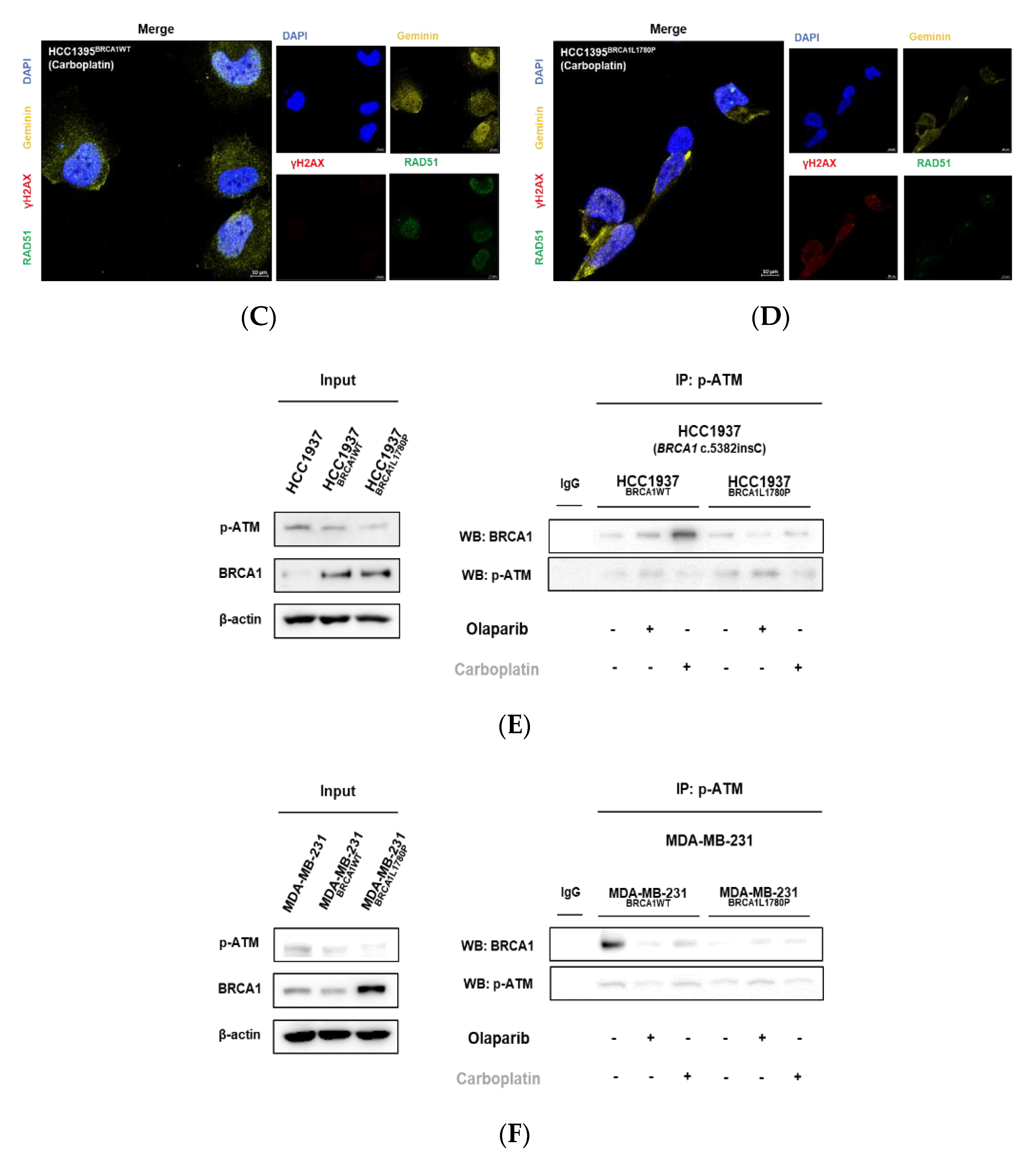 Cancers 14 02405 g005b