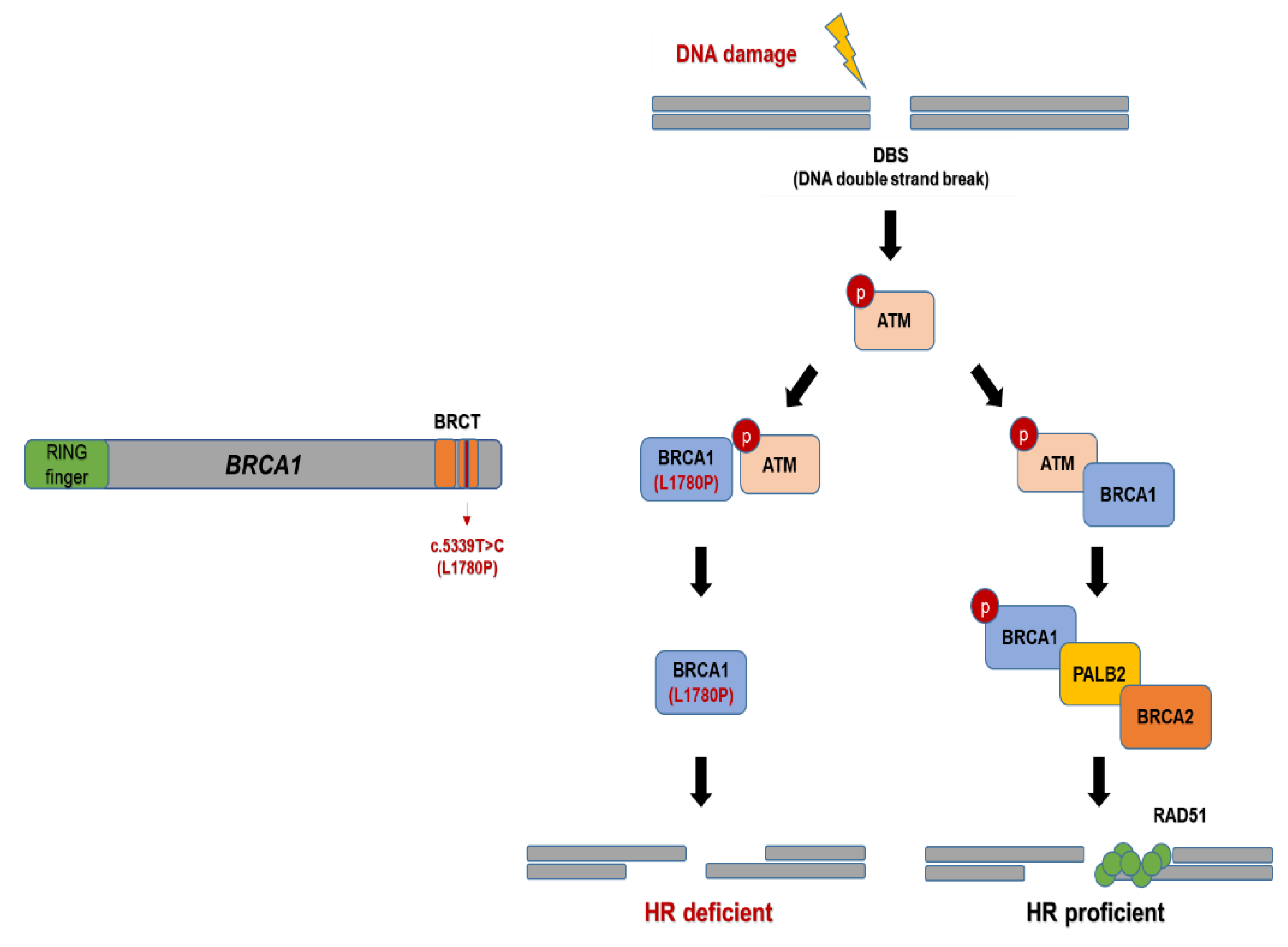 Cancers 14 02405 g008