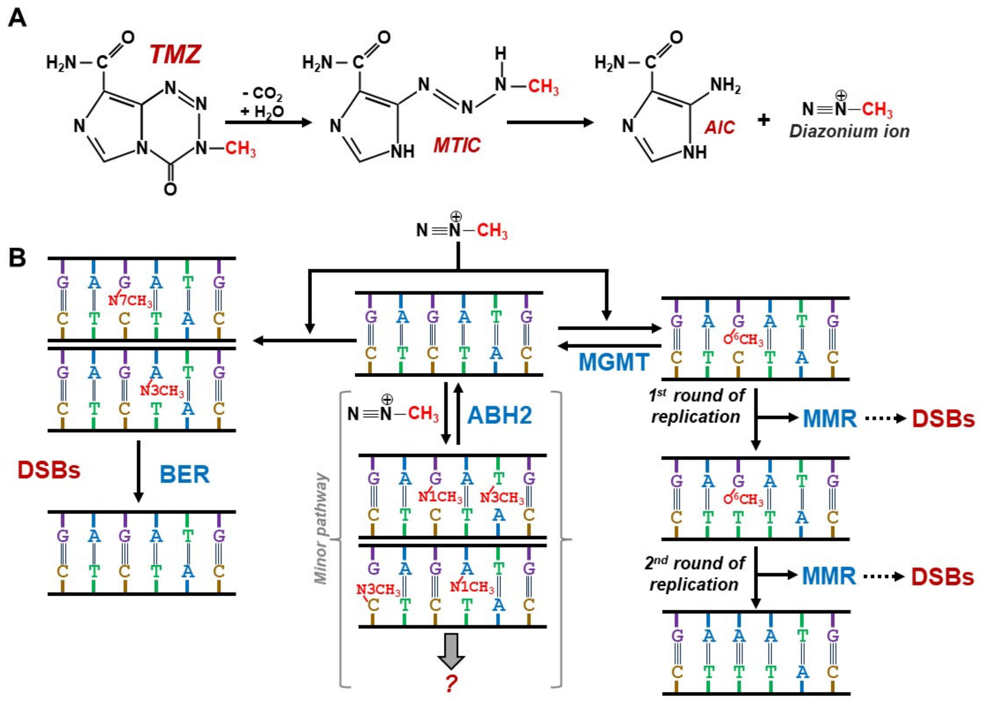 Cancers 14 02416 g001