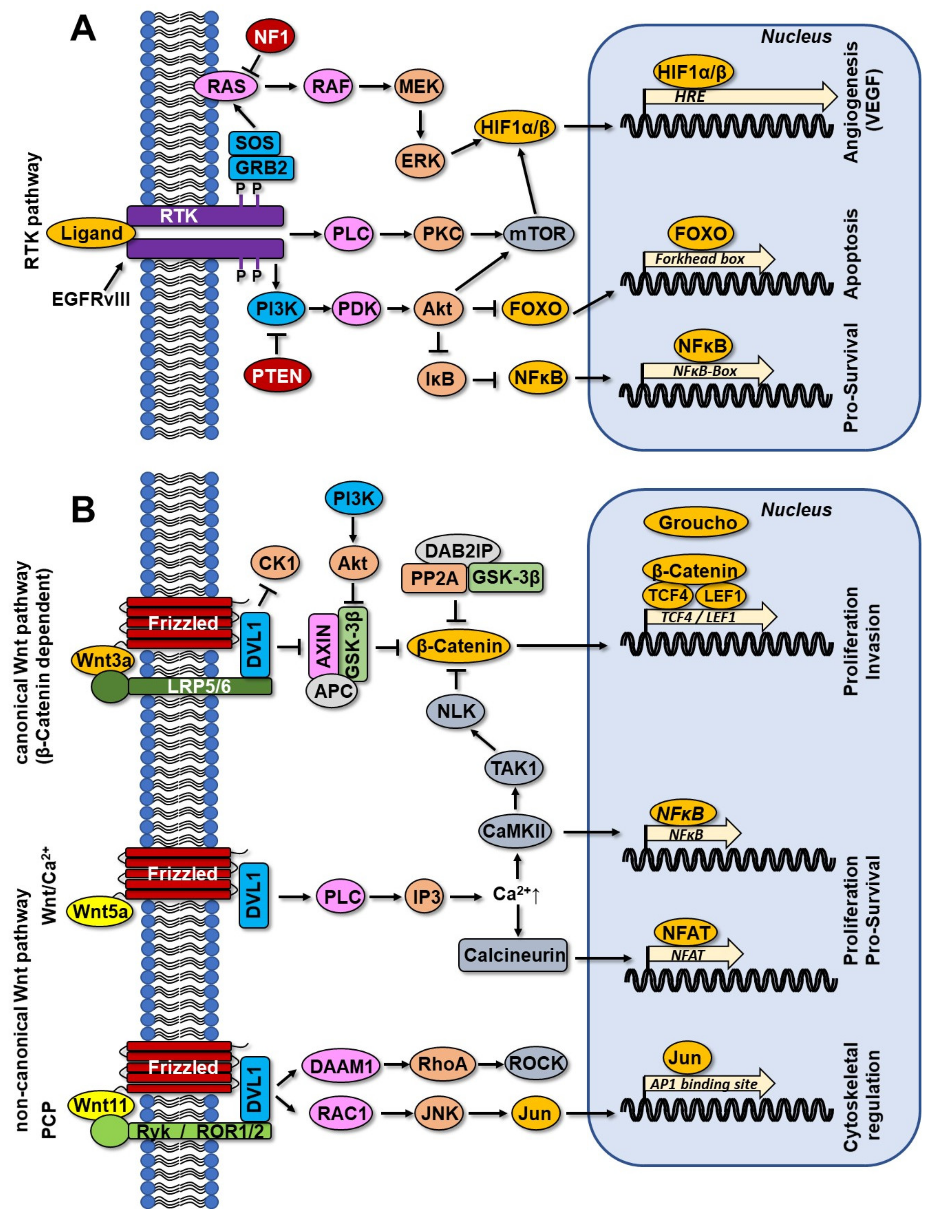 Cancers 14 02416 g003
