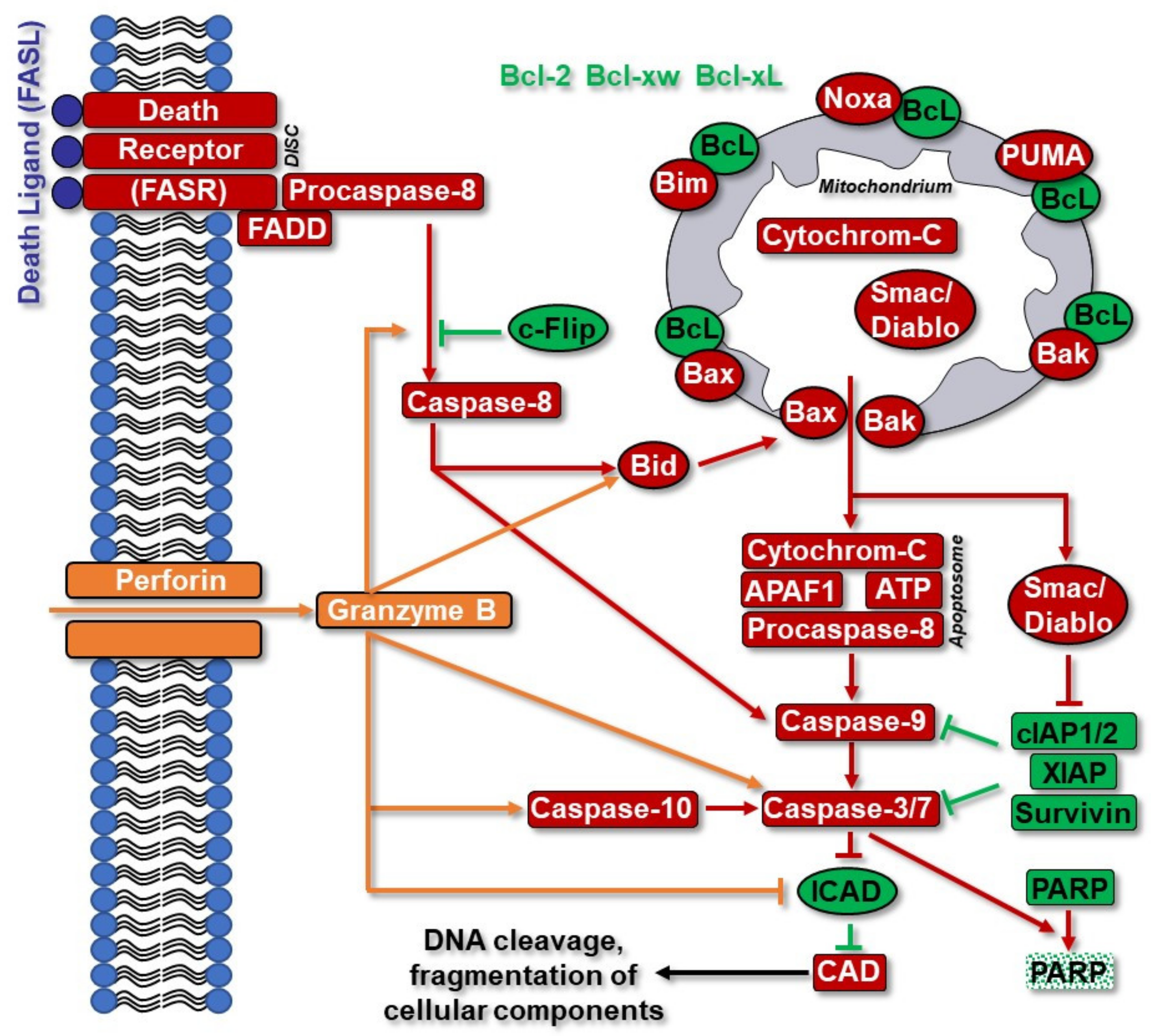 Cancers 14 02416 g004