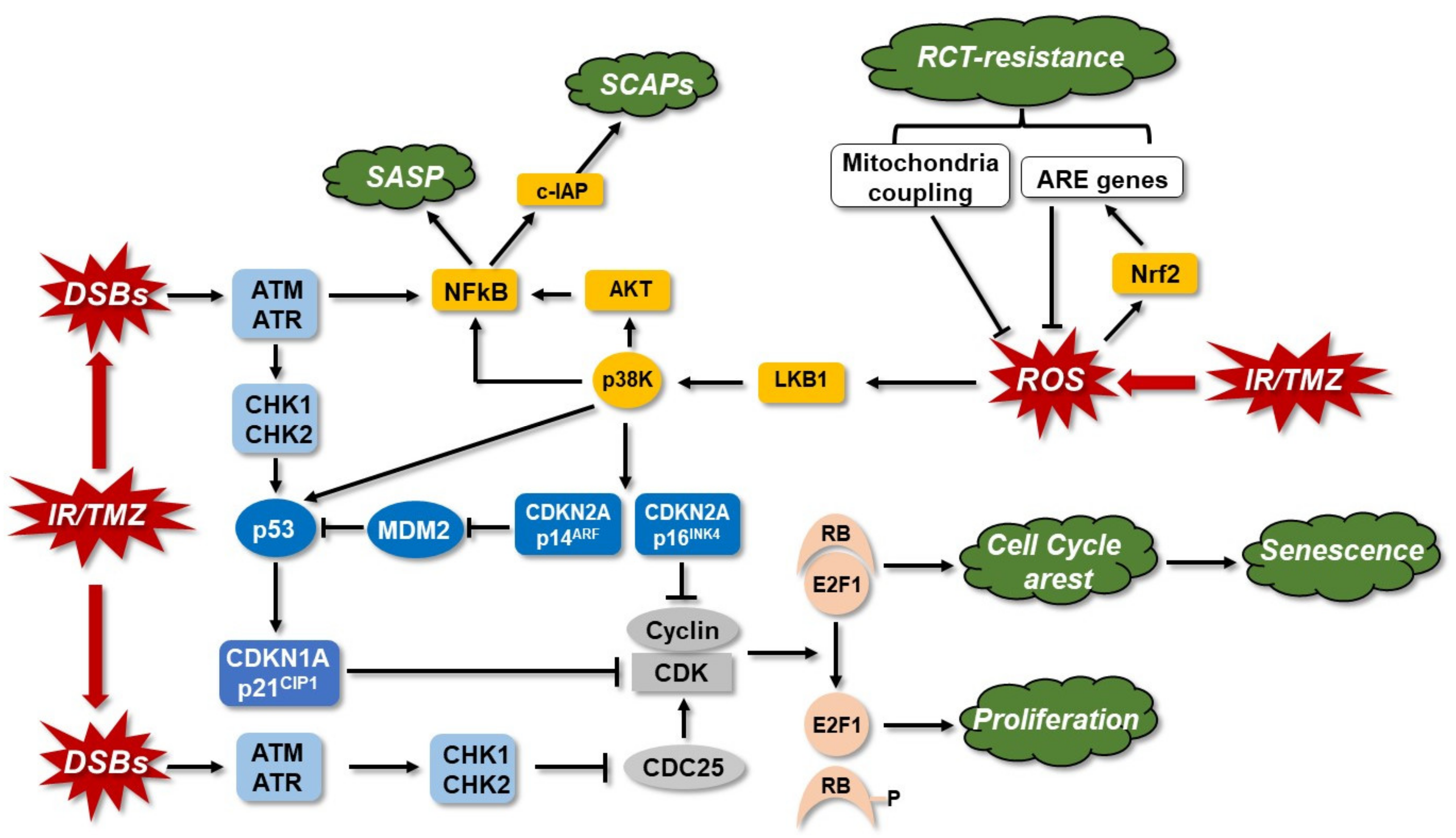 Cancers 14 02416 g005