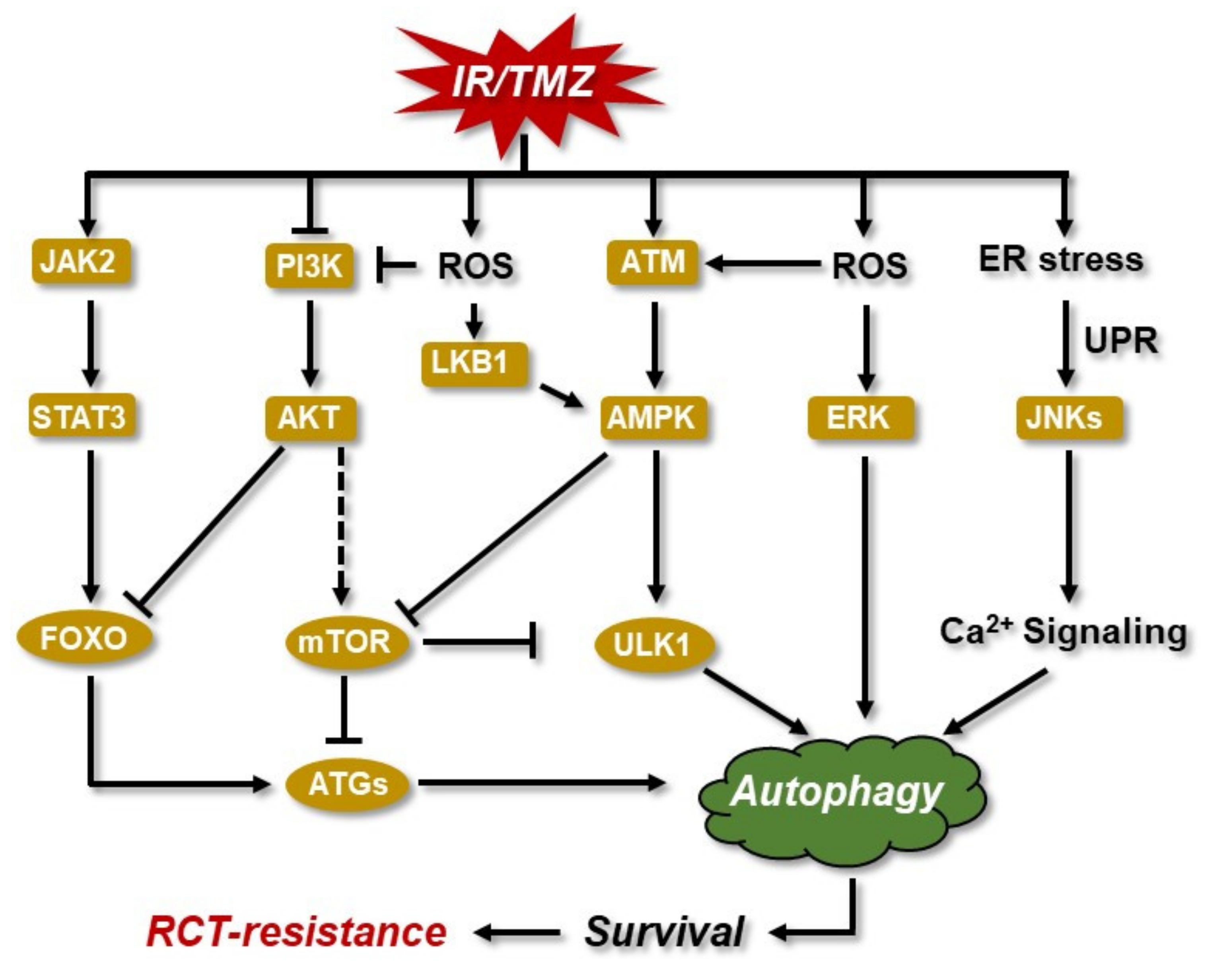 Cancers 14 02416 g006