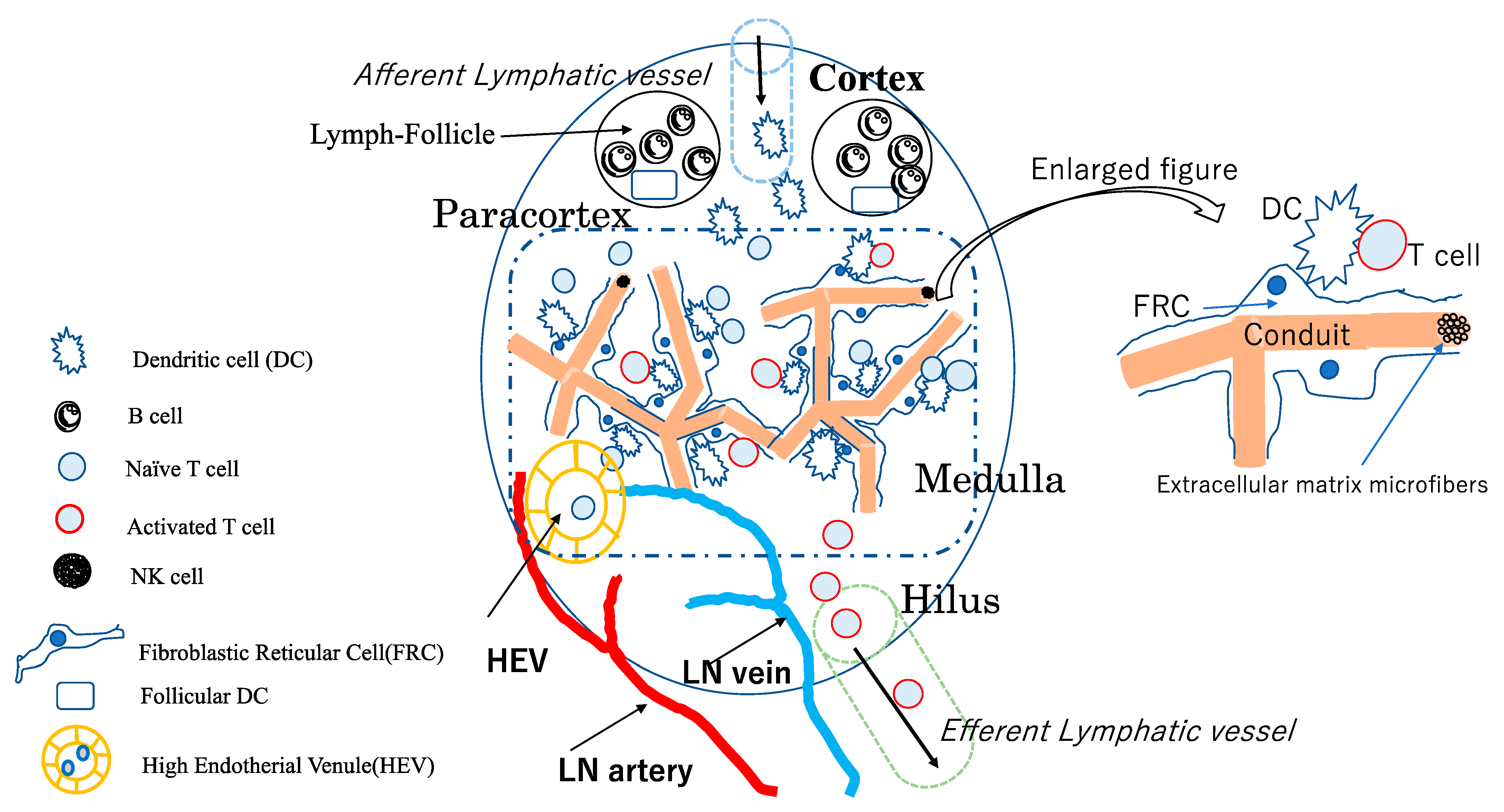 Cancers 14 02438 g001