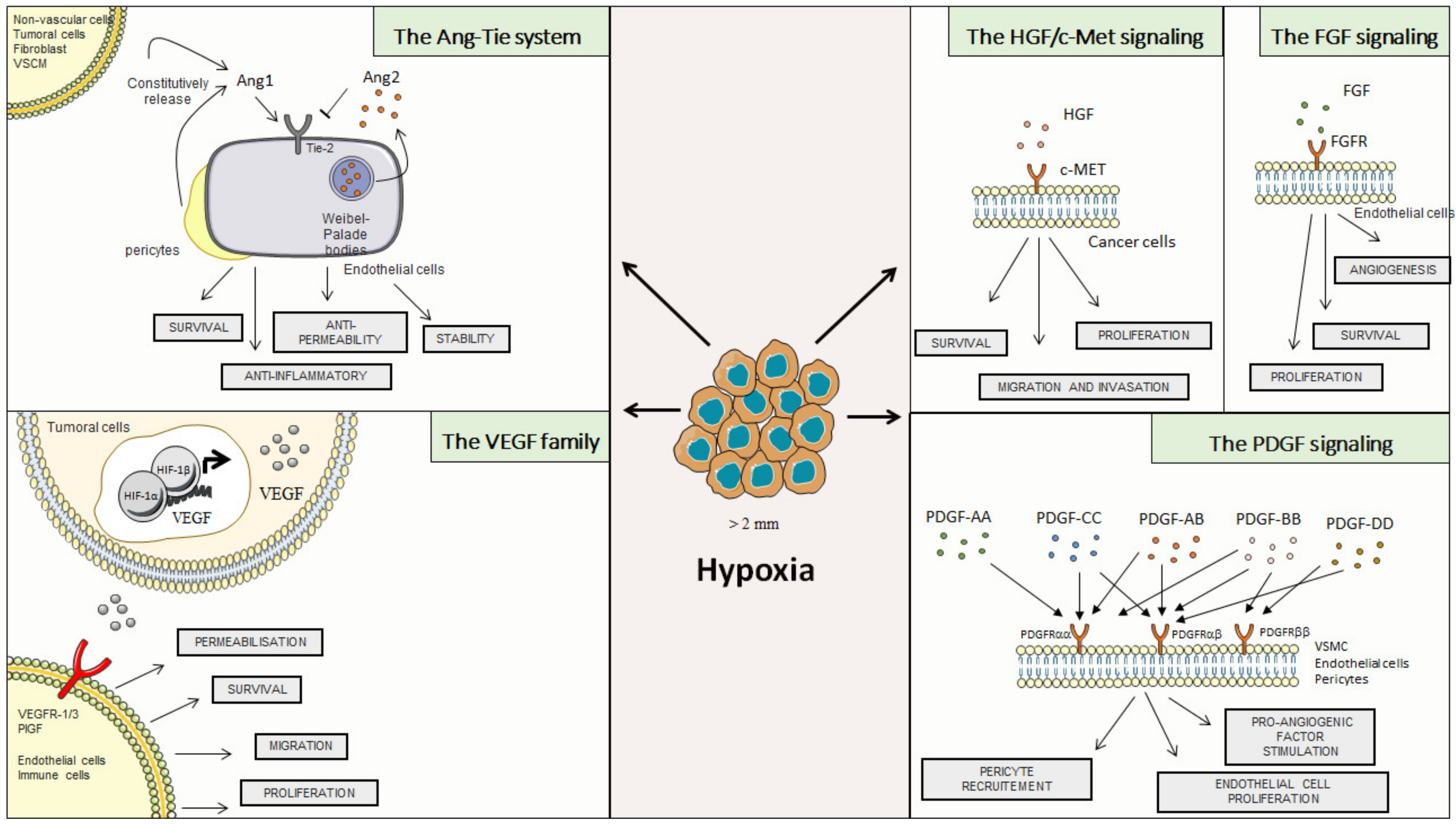 Cancers 14 02446 g002
