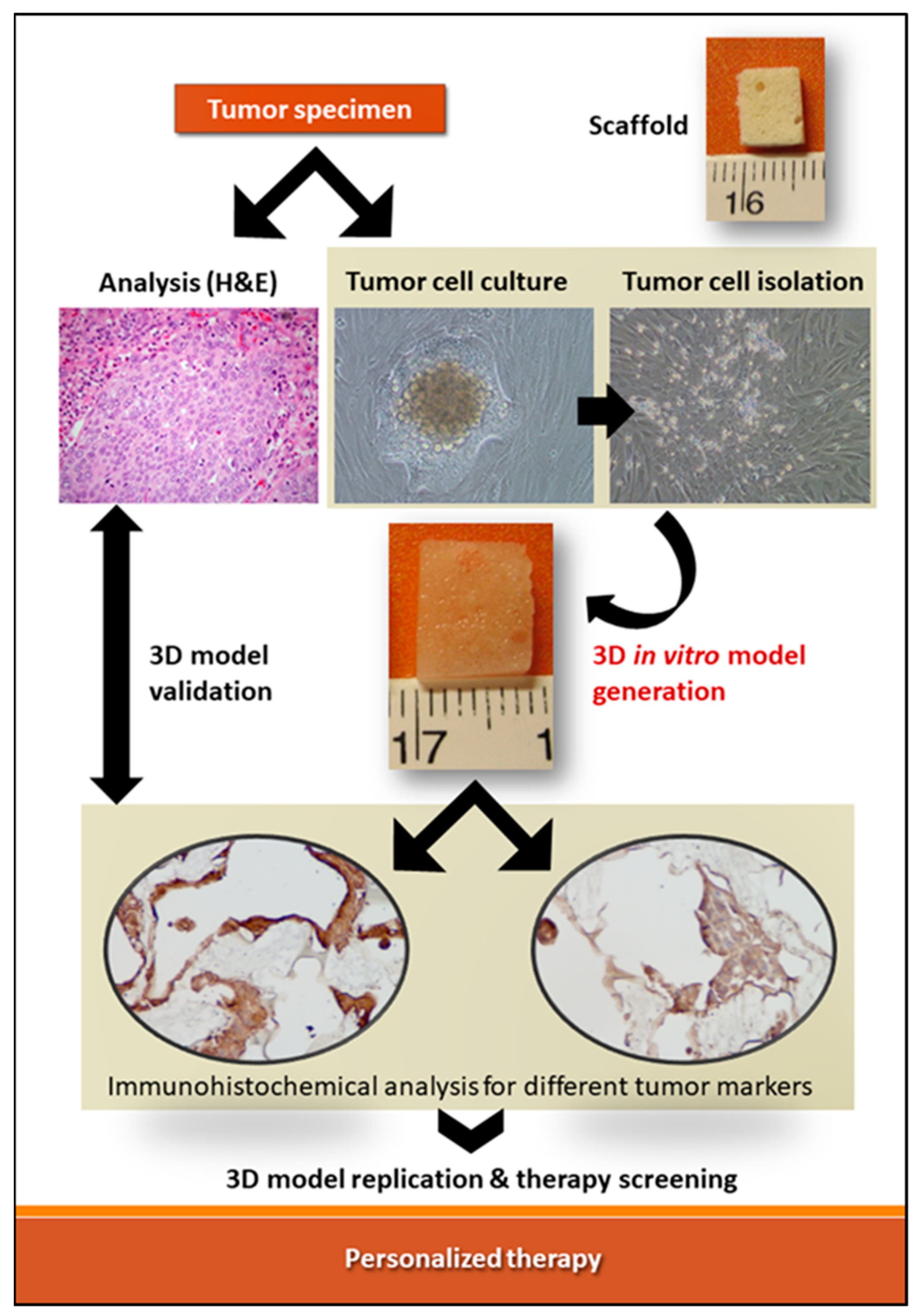 Cancers 14 02503 g001
