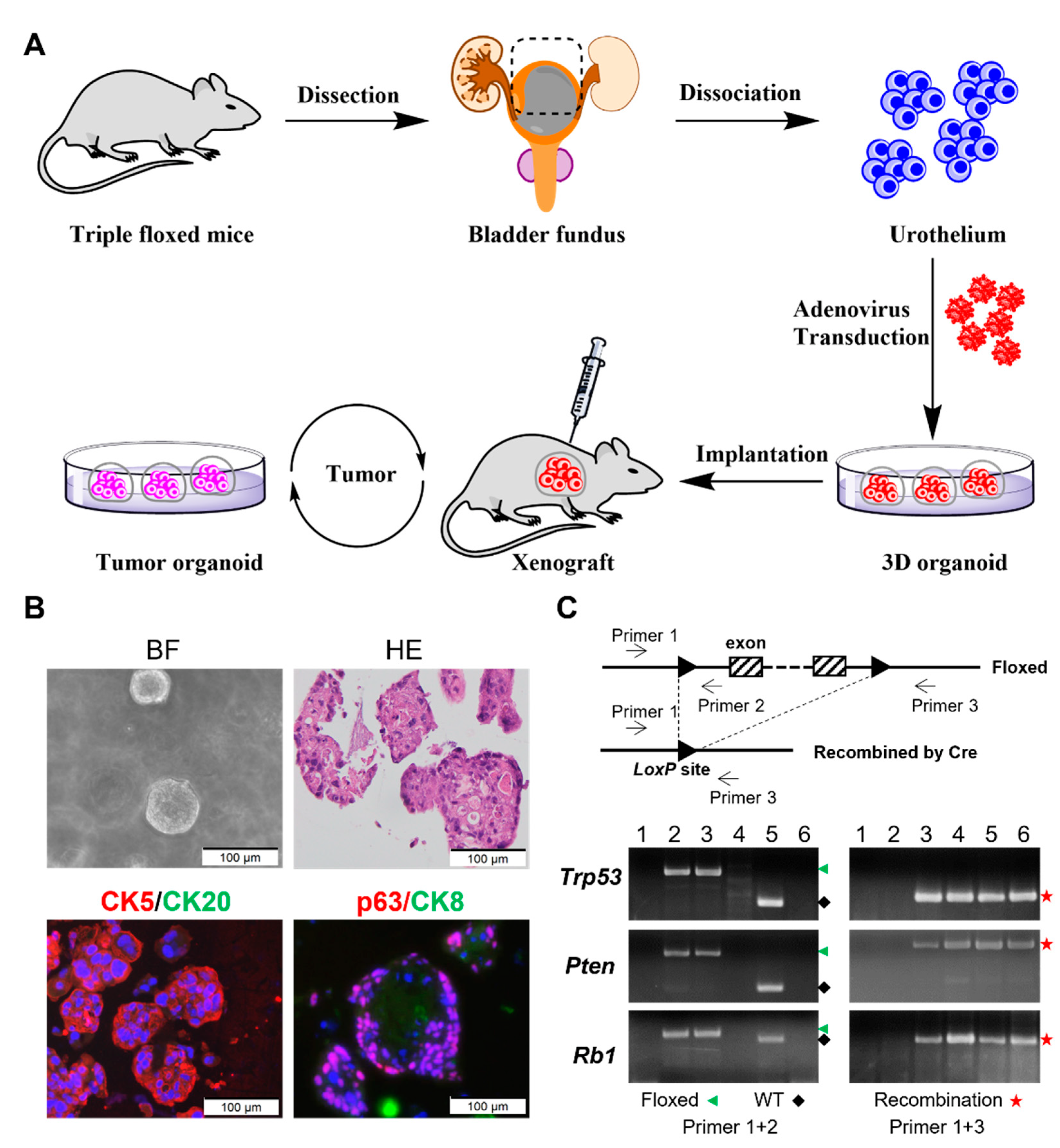 Cancers 14 02511 g001