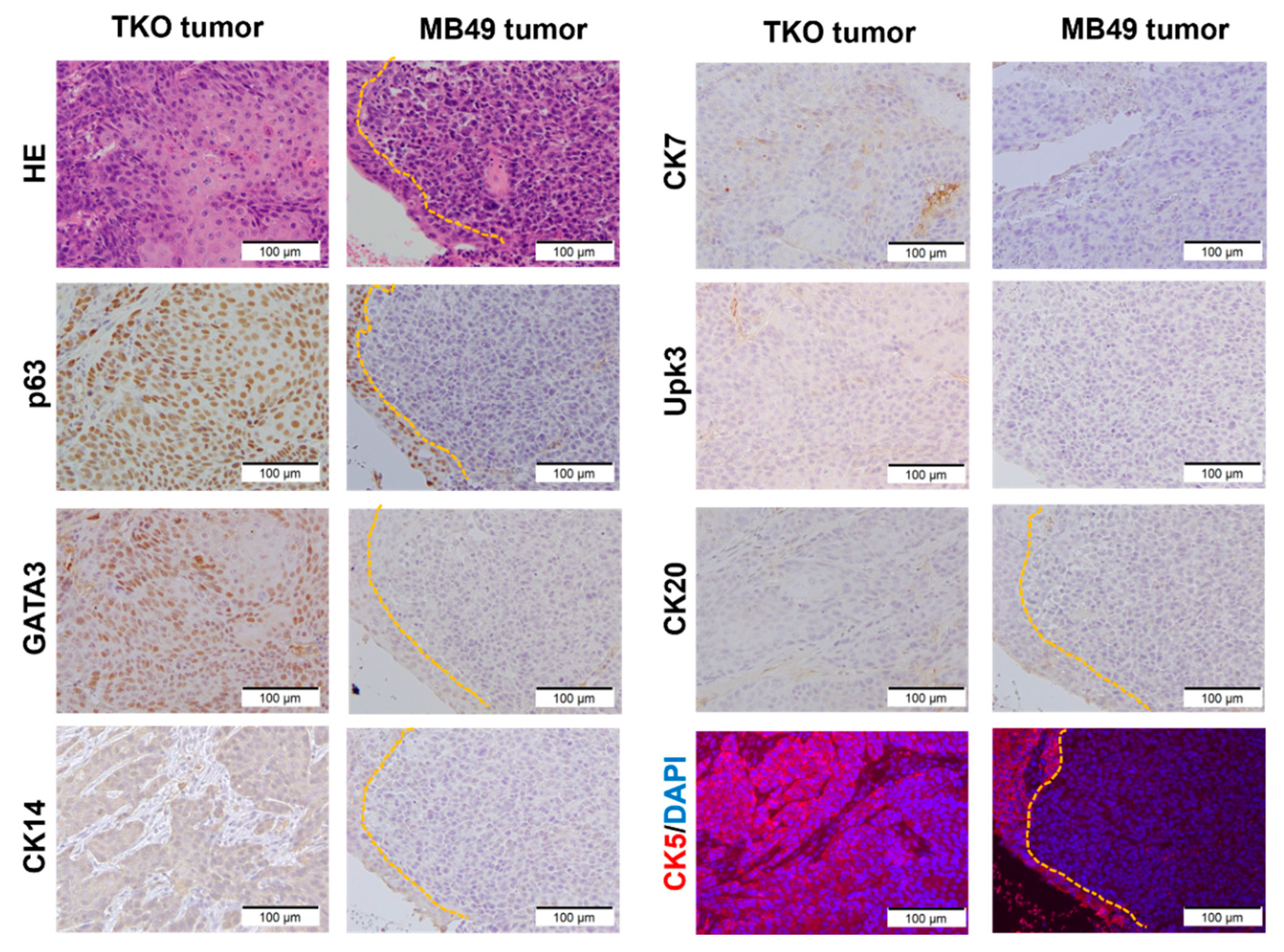 Cancers 14 02511 g002