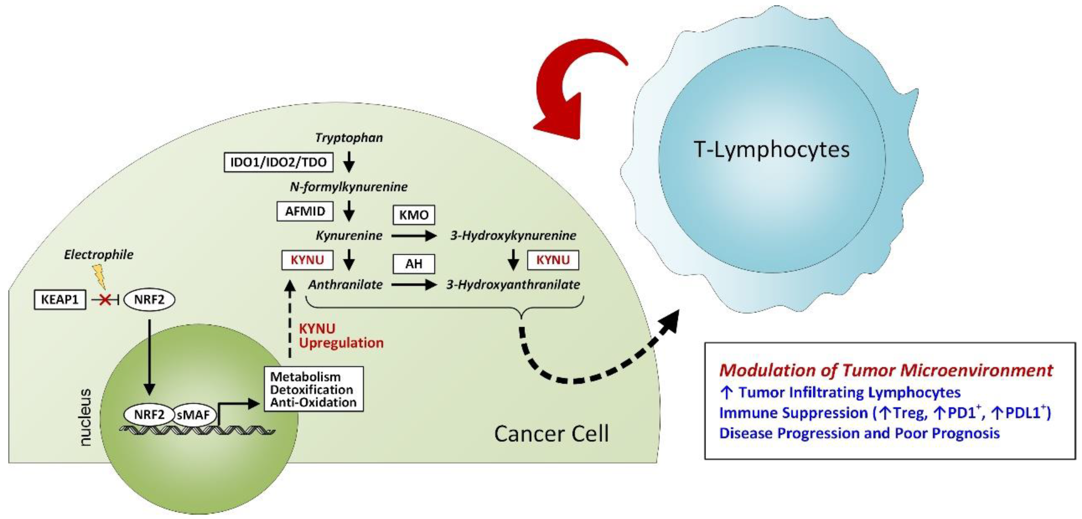Cancers 14 02543 g005 Cancers 14 02543 g005