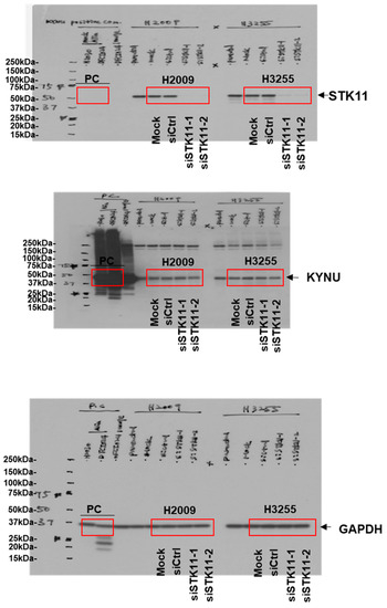 Cancers 14 02543 g0a1d 550